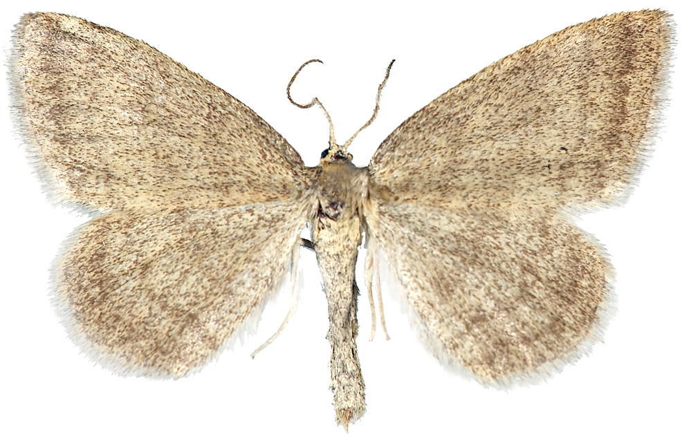 : Scopula frigidaria.