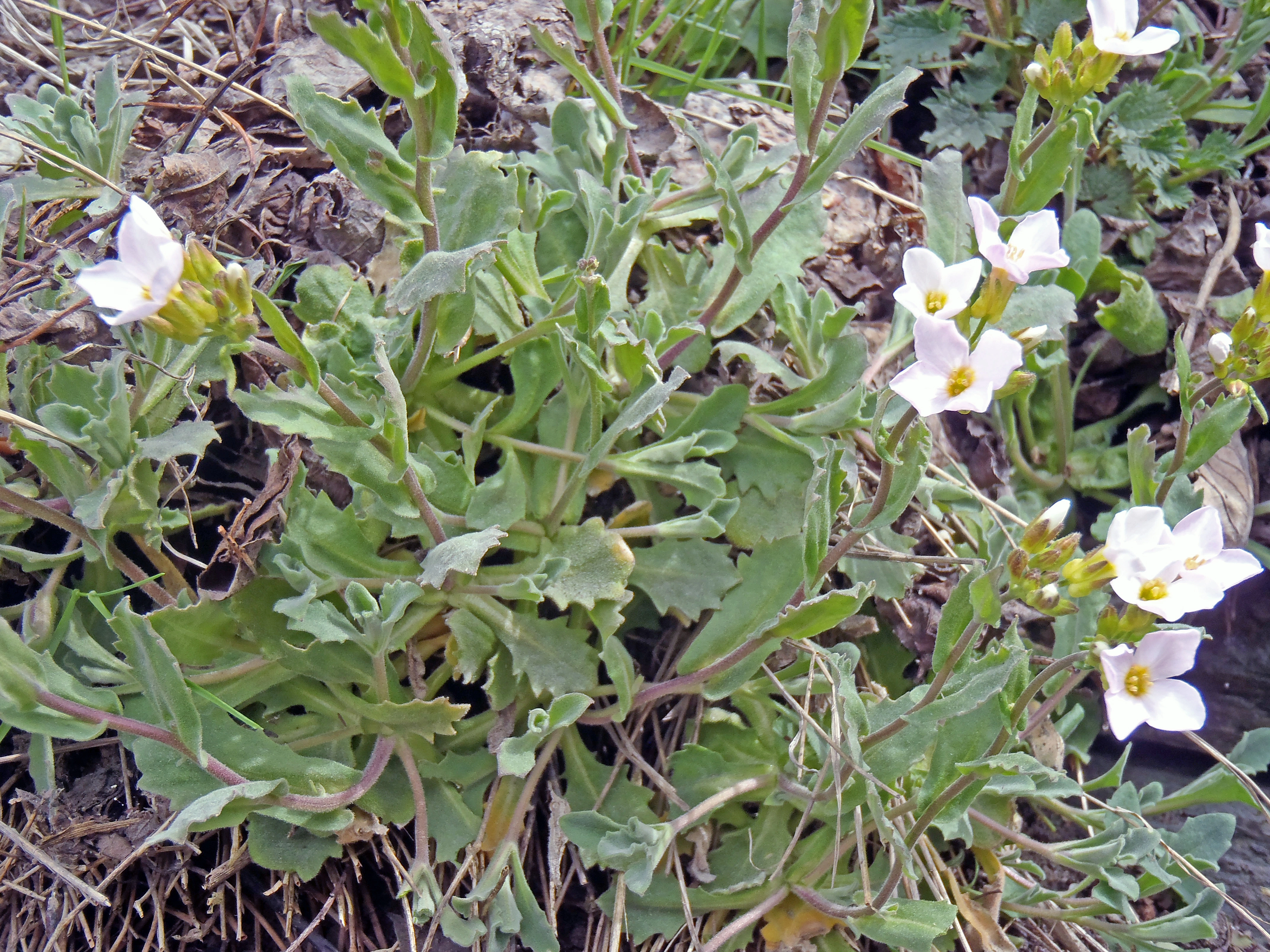 : Arabis caucasica.