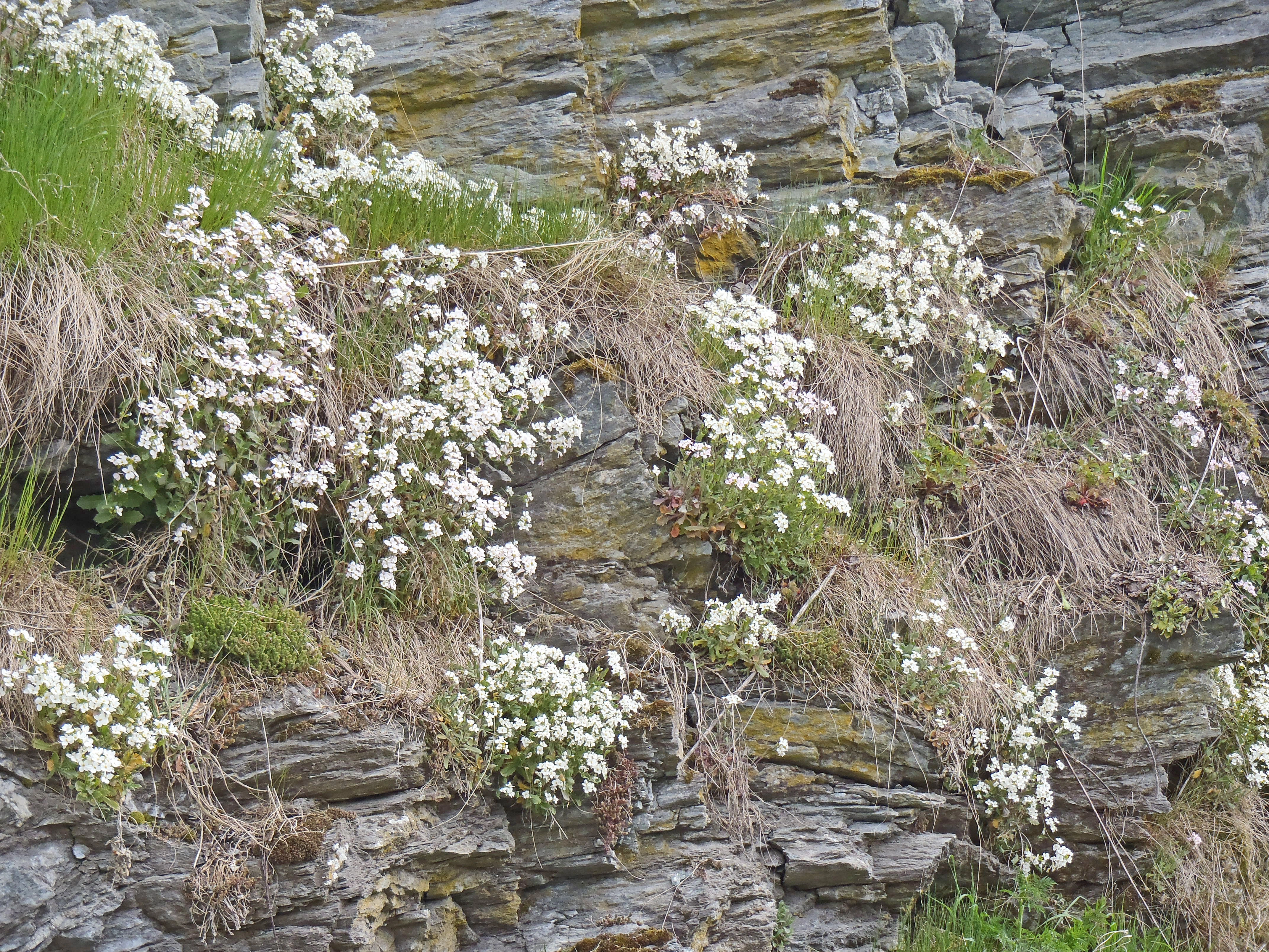 : Arabis caucasica.