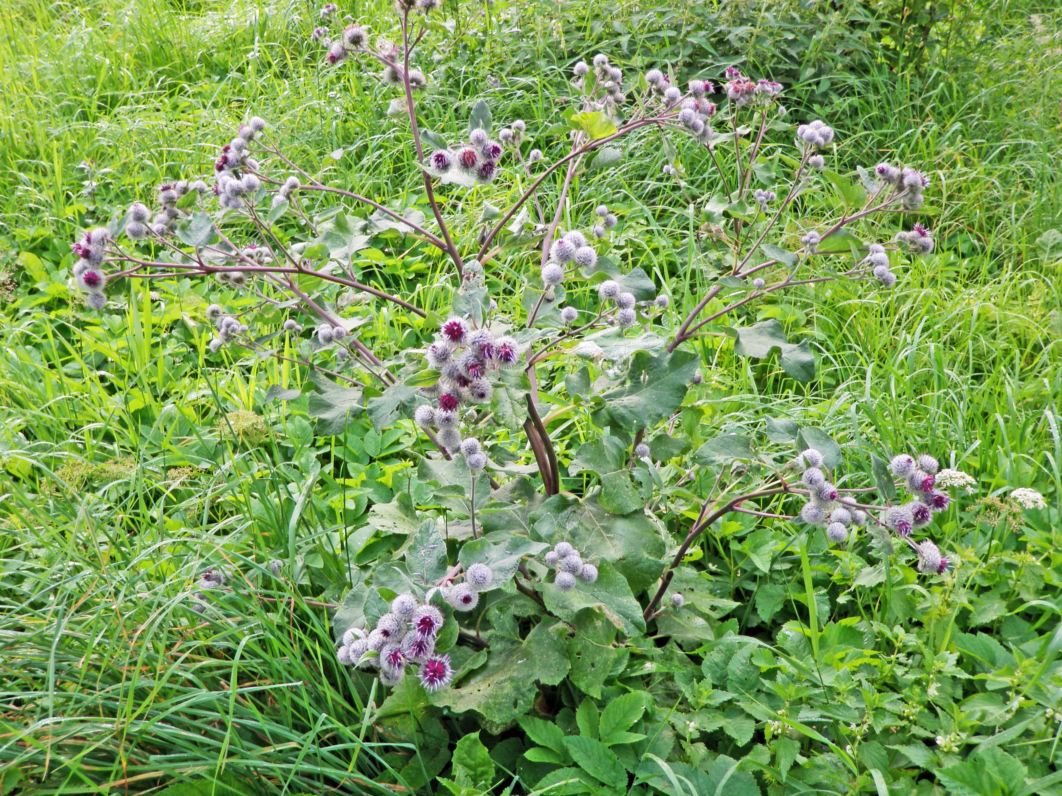 : Arctium tomentosum.