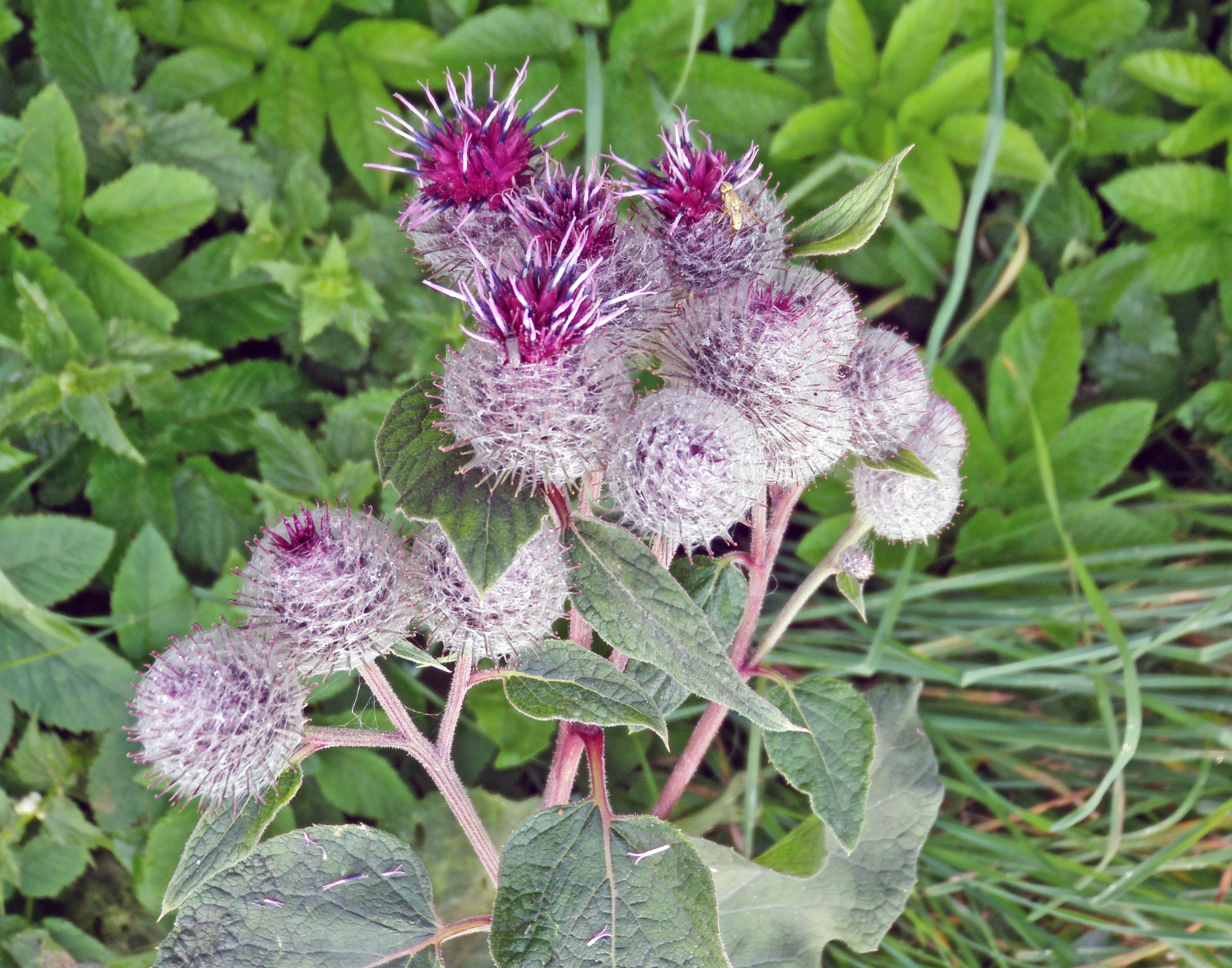 : Arctium tomentosum.