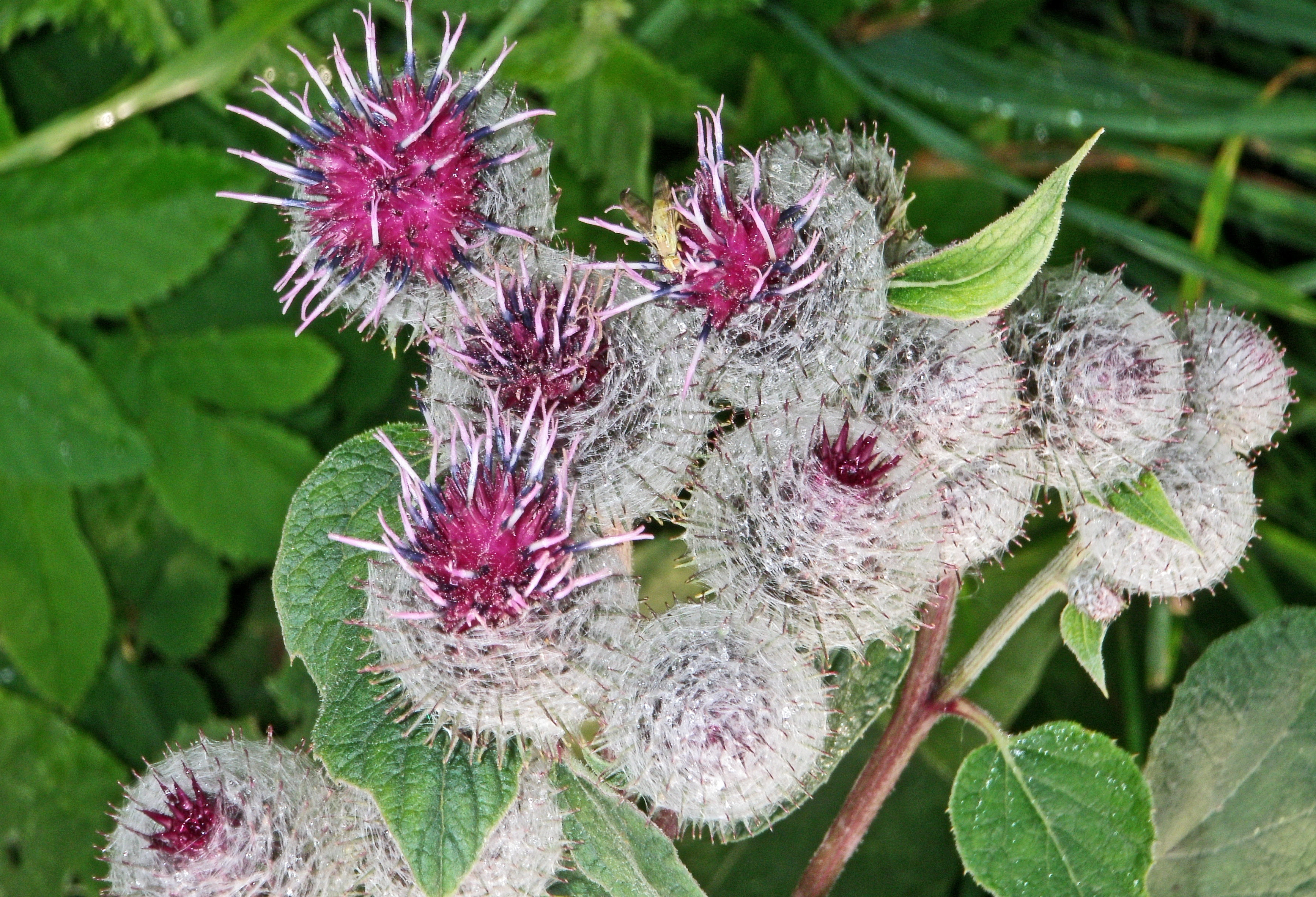 : Arctium tomentosum.