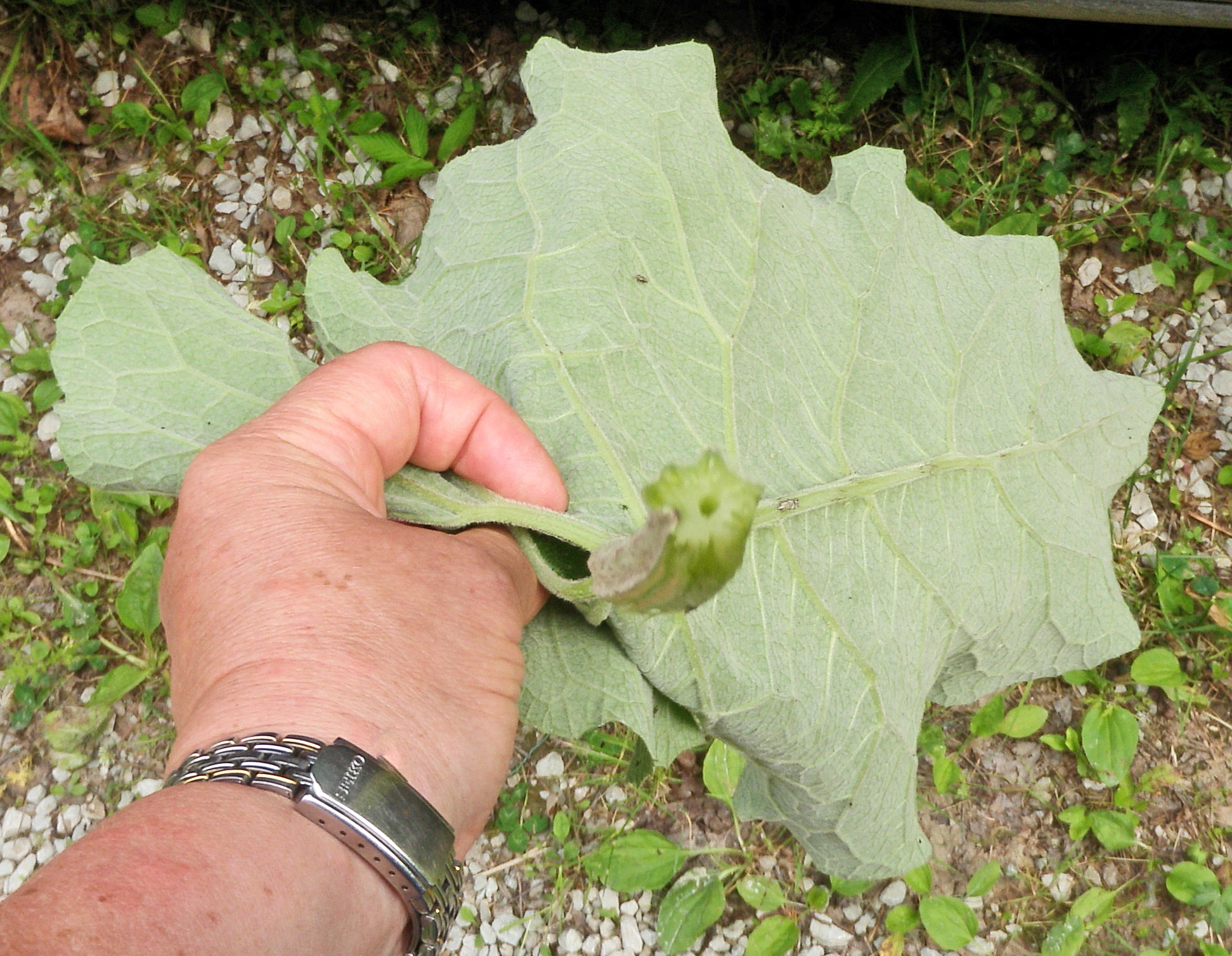 : Arctium tomentosum.