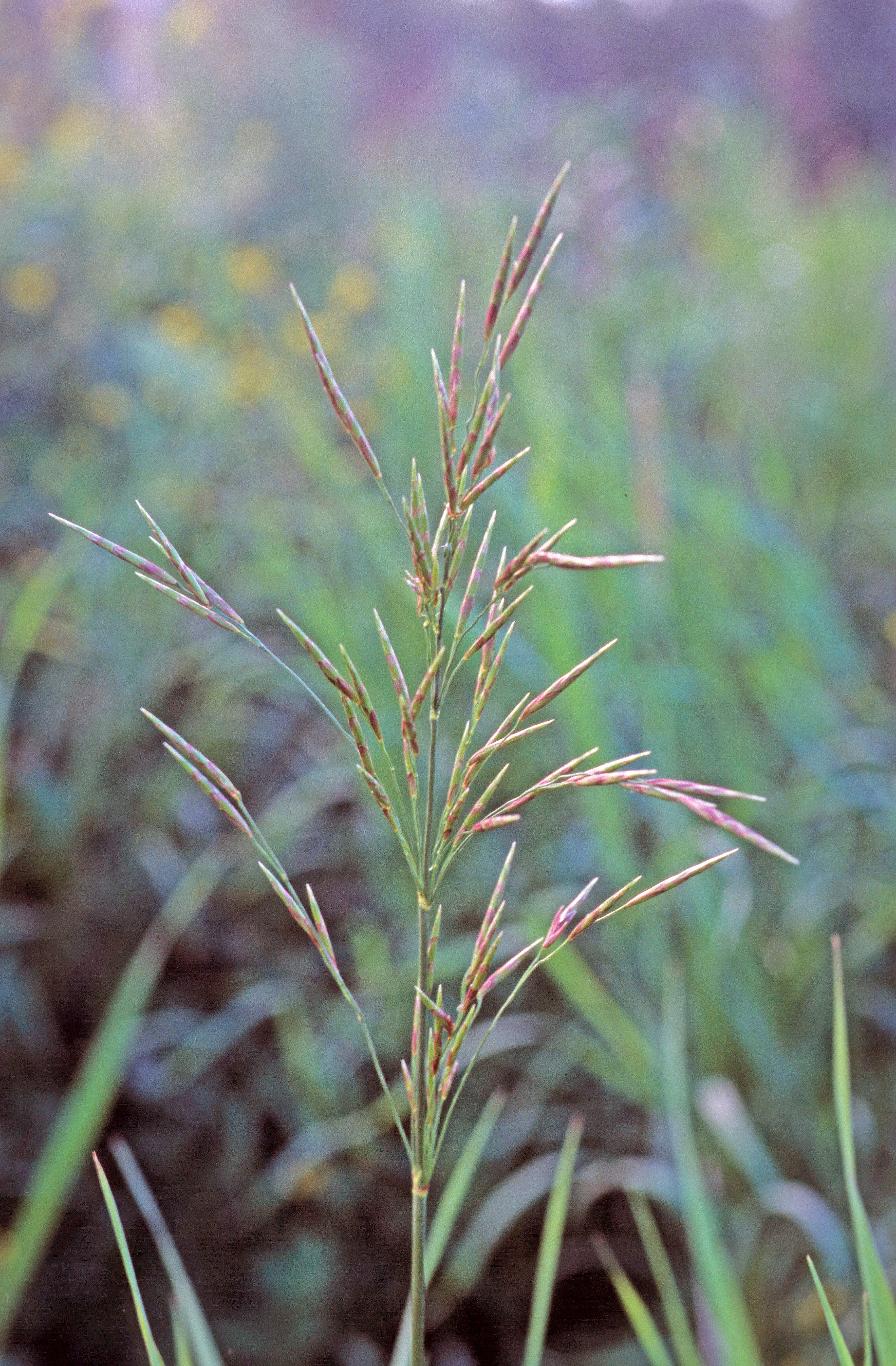 : Bromopsis inermis.