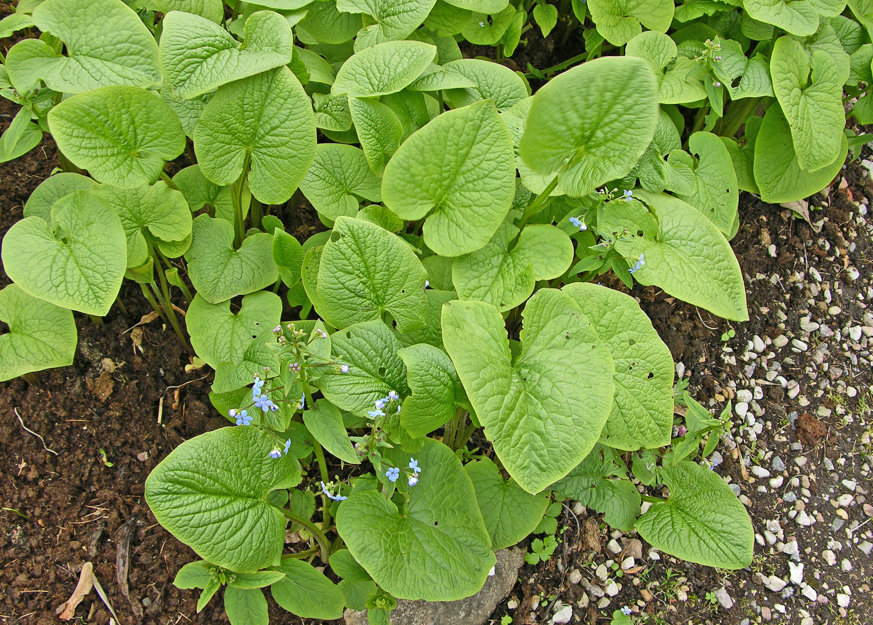 : Brunnera macrophylla.