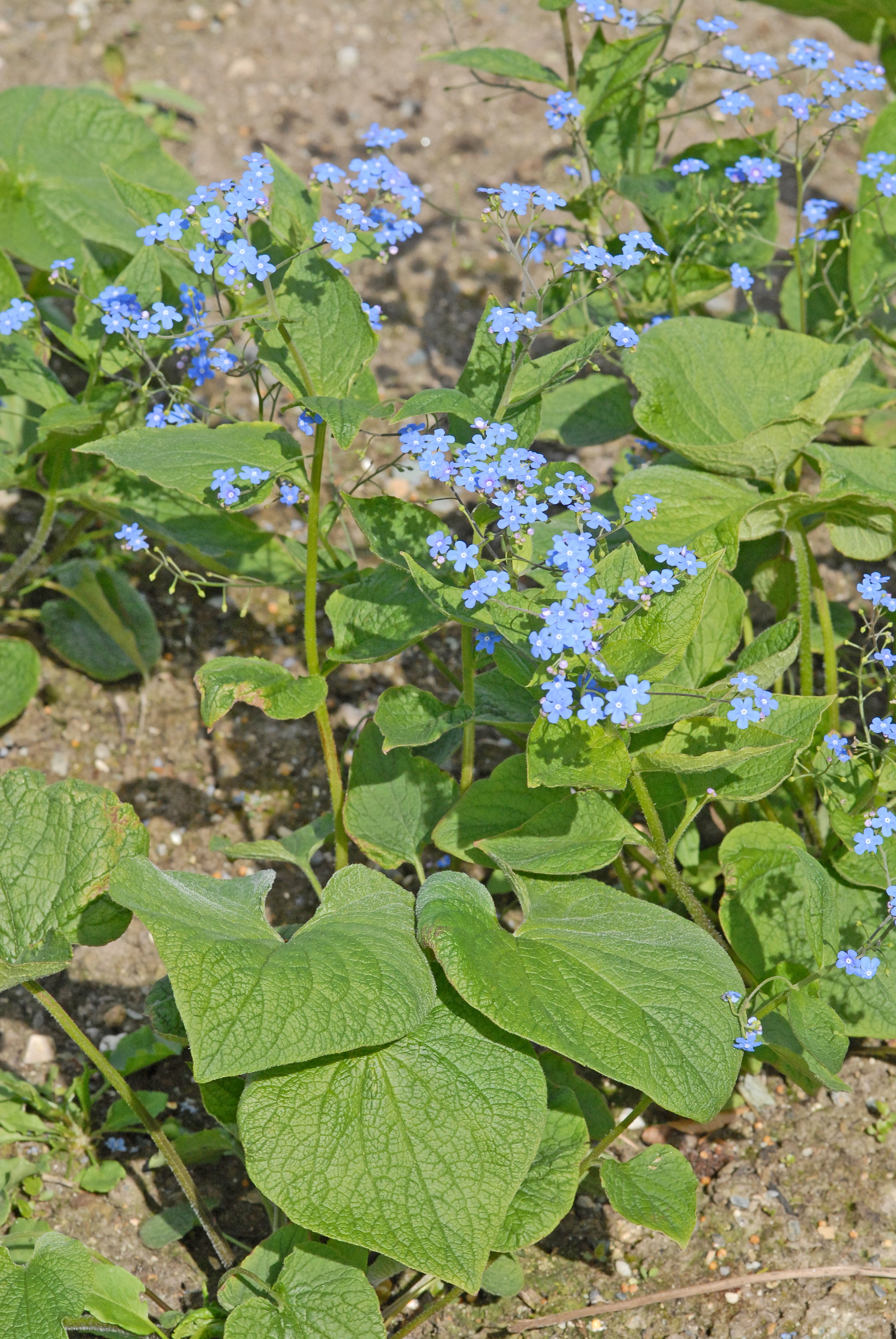 : Brunnera macrophylla.