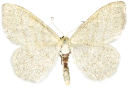 : Scopula ternata.