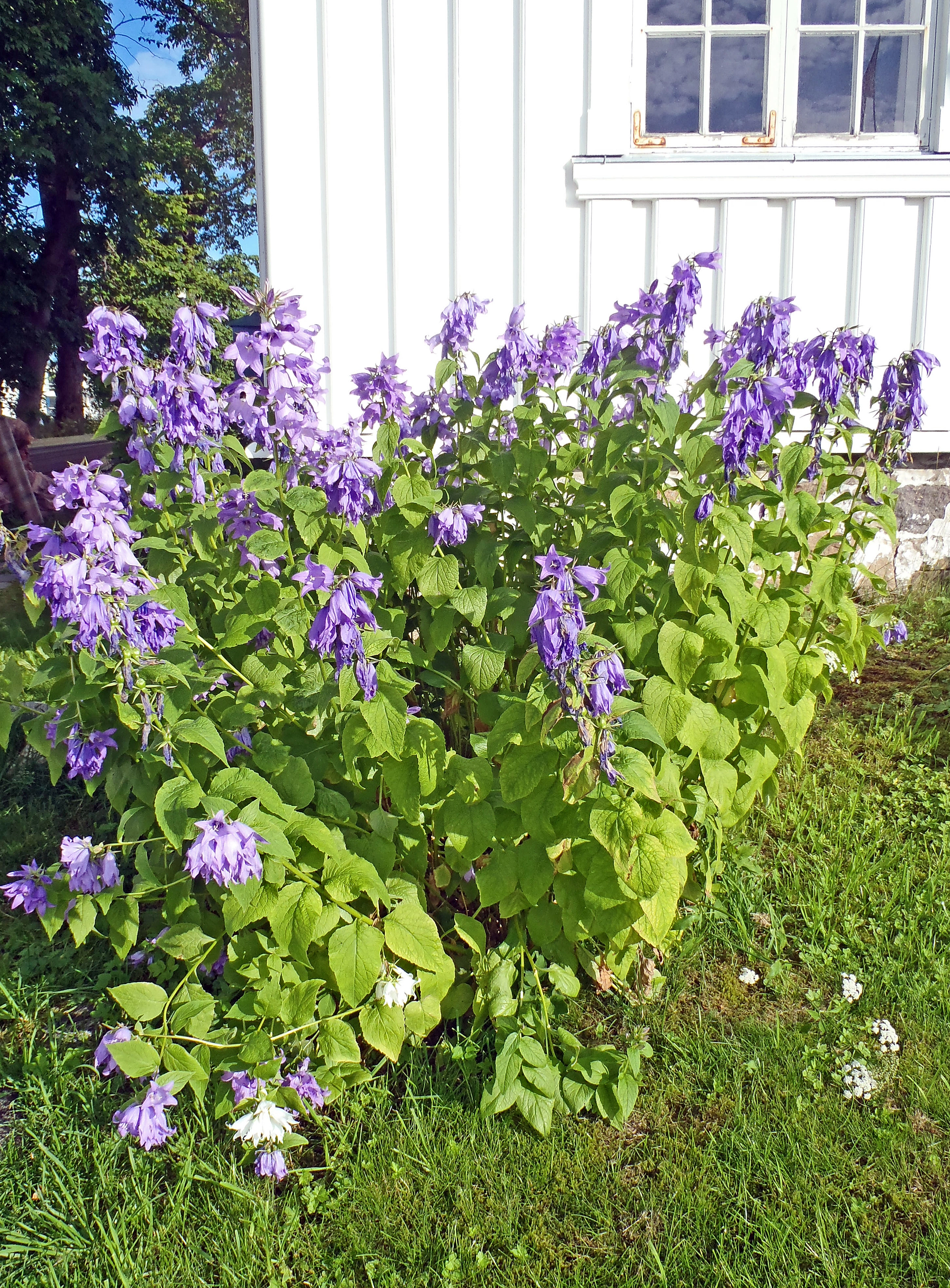 : Campanula latifolia macrantha.