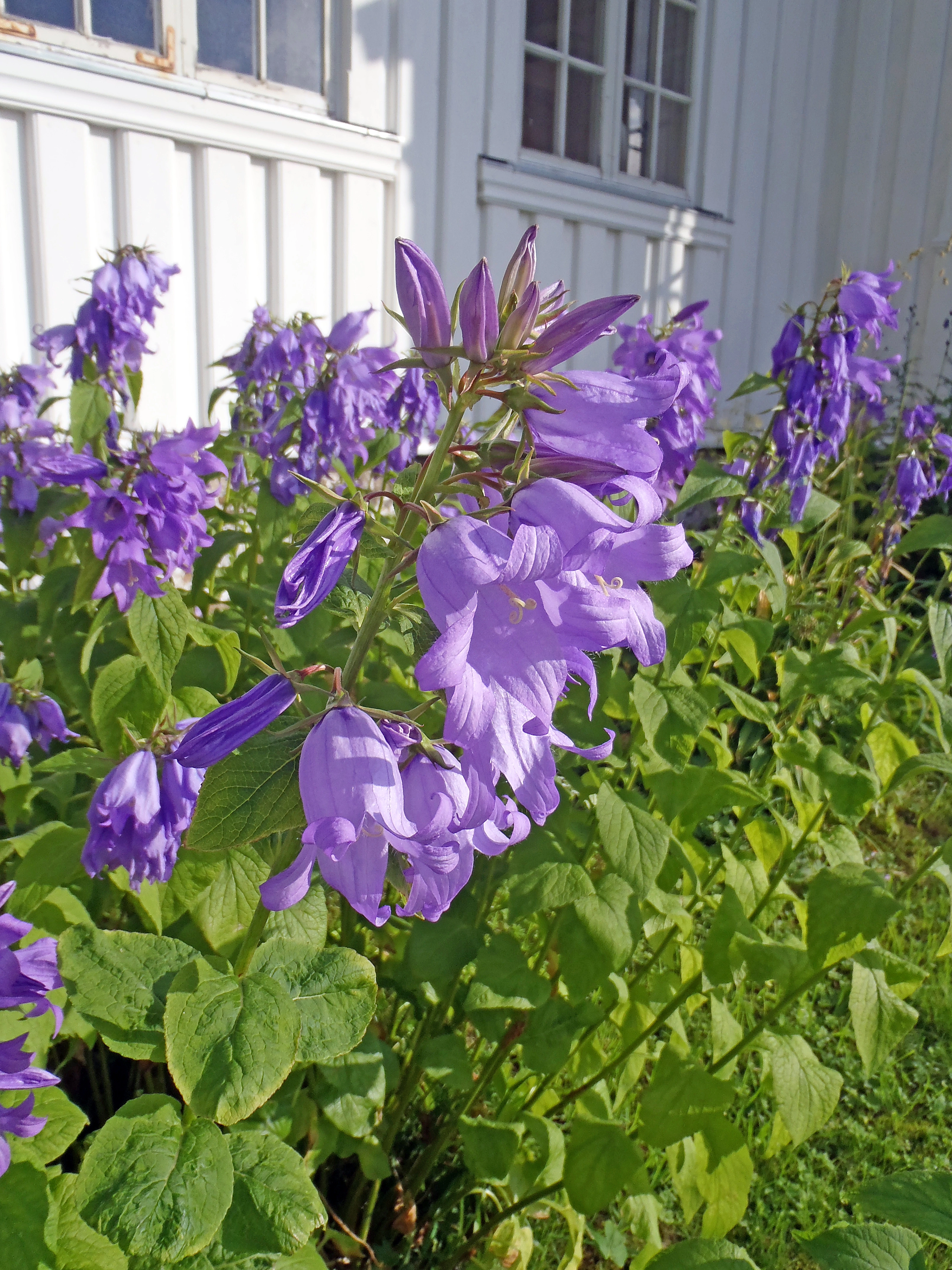 : Campanula latifolia macrantha.