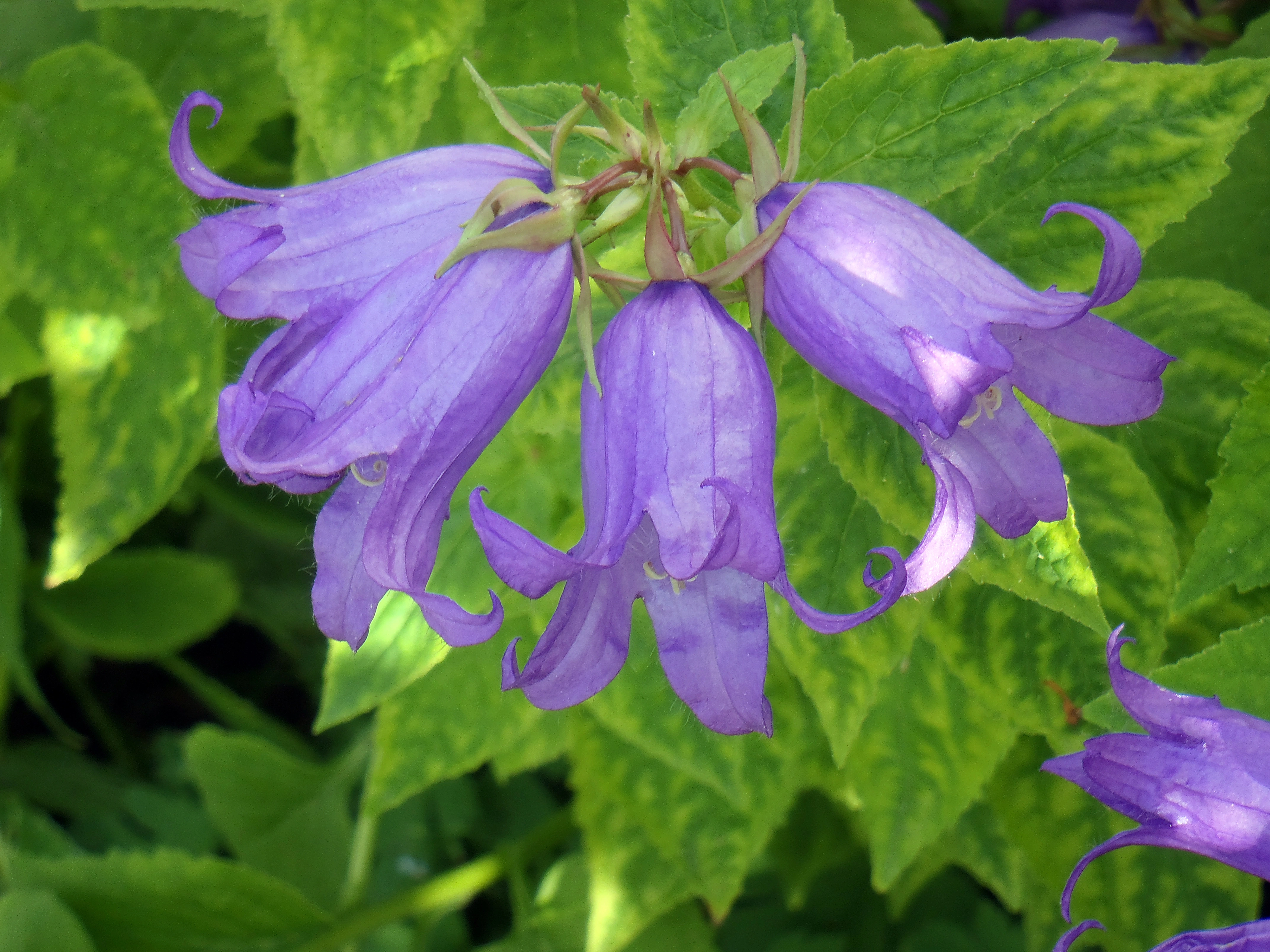 : Campanula latifolia macrantha.