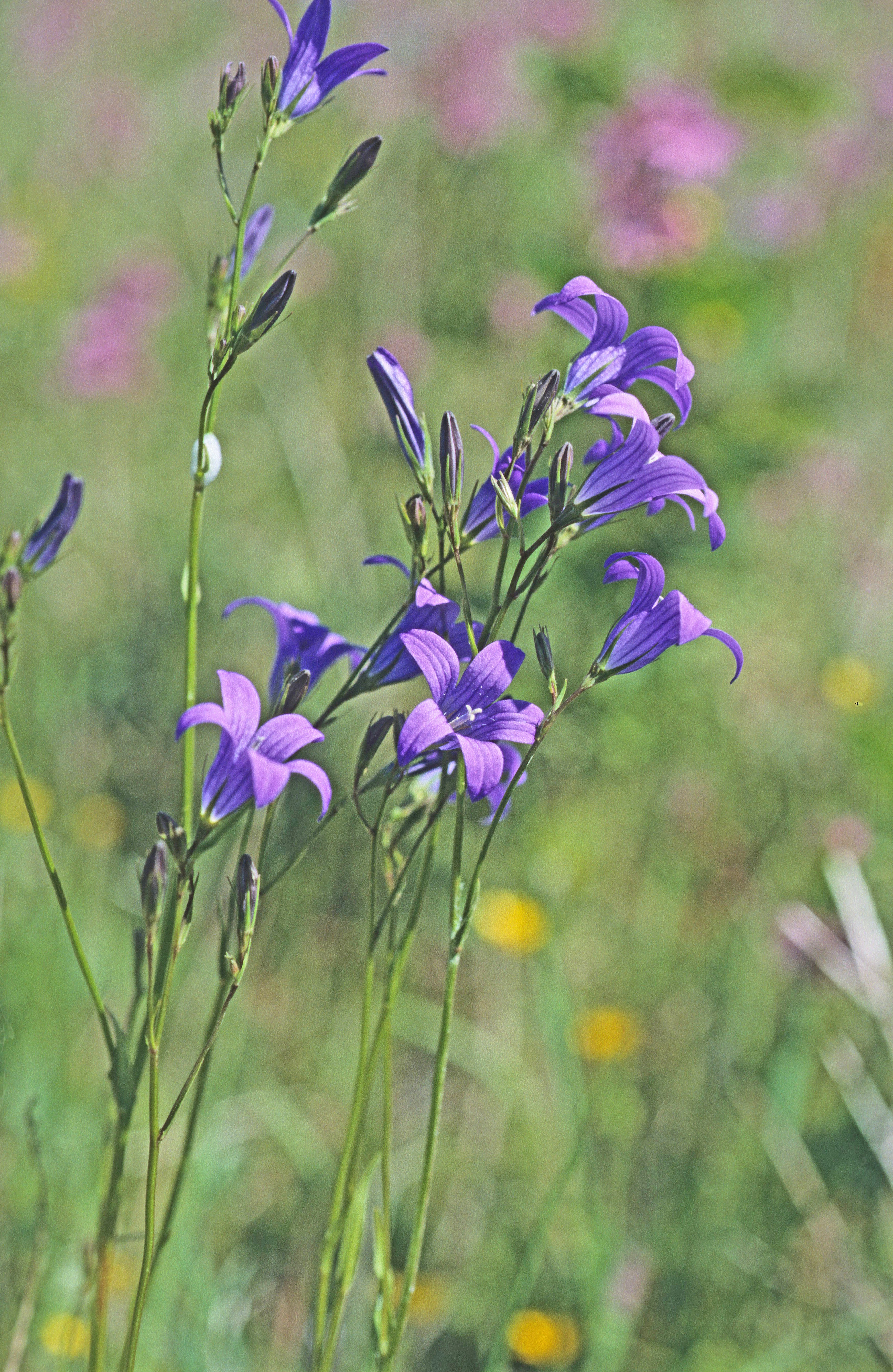 : Campanula patula.