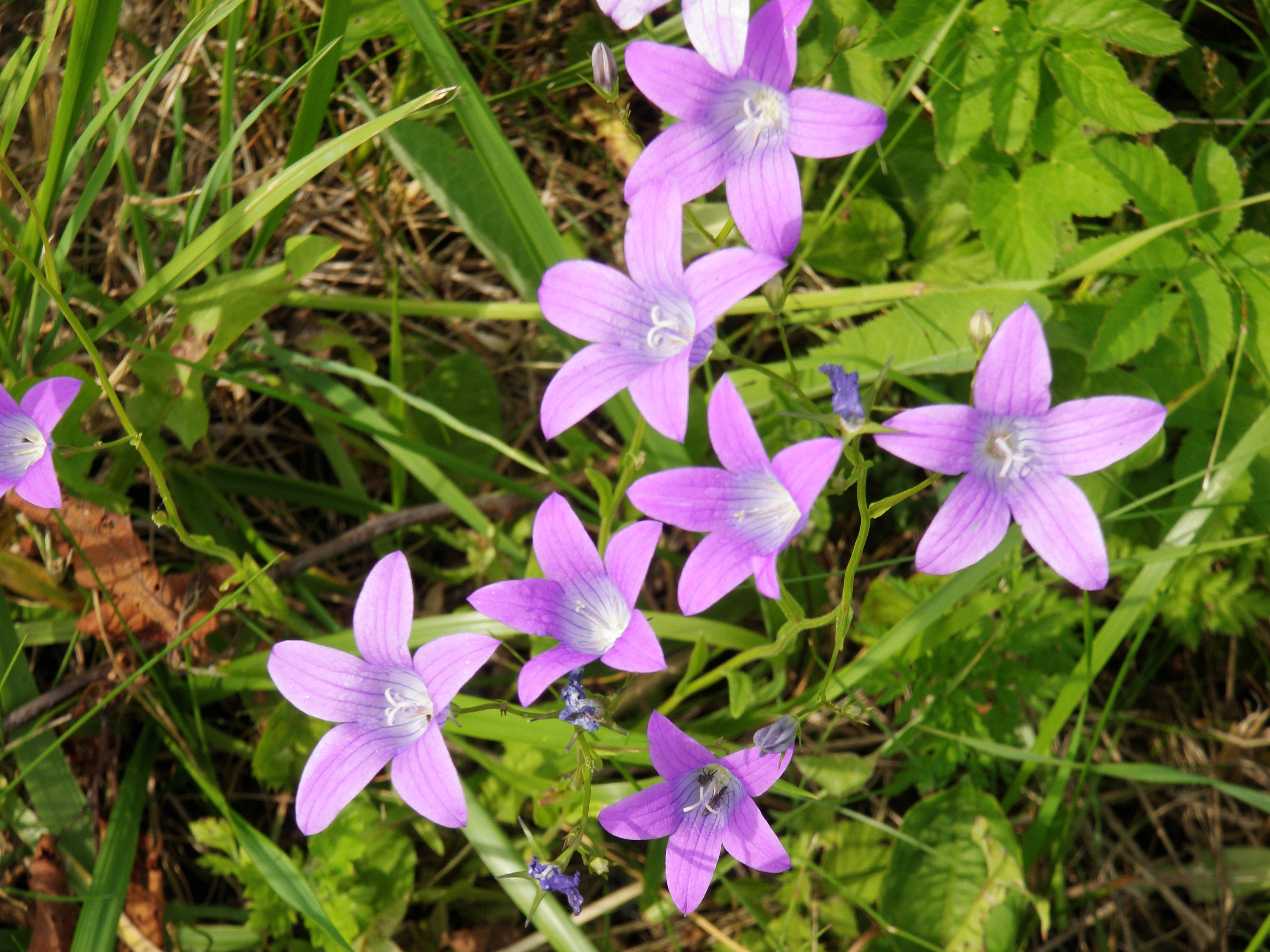 : Campanula patula.