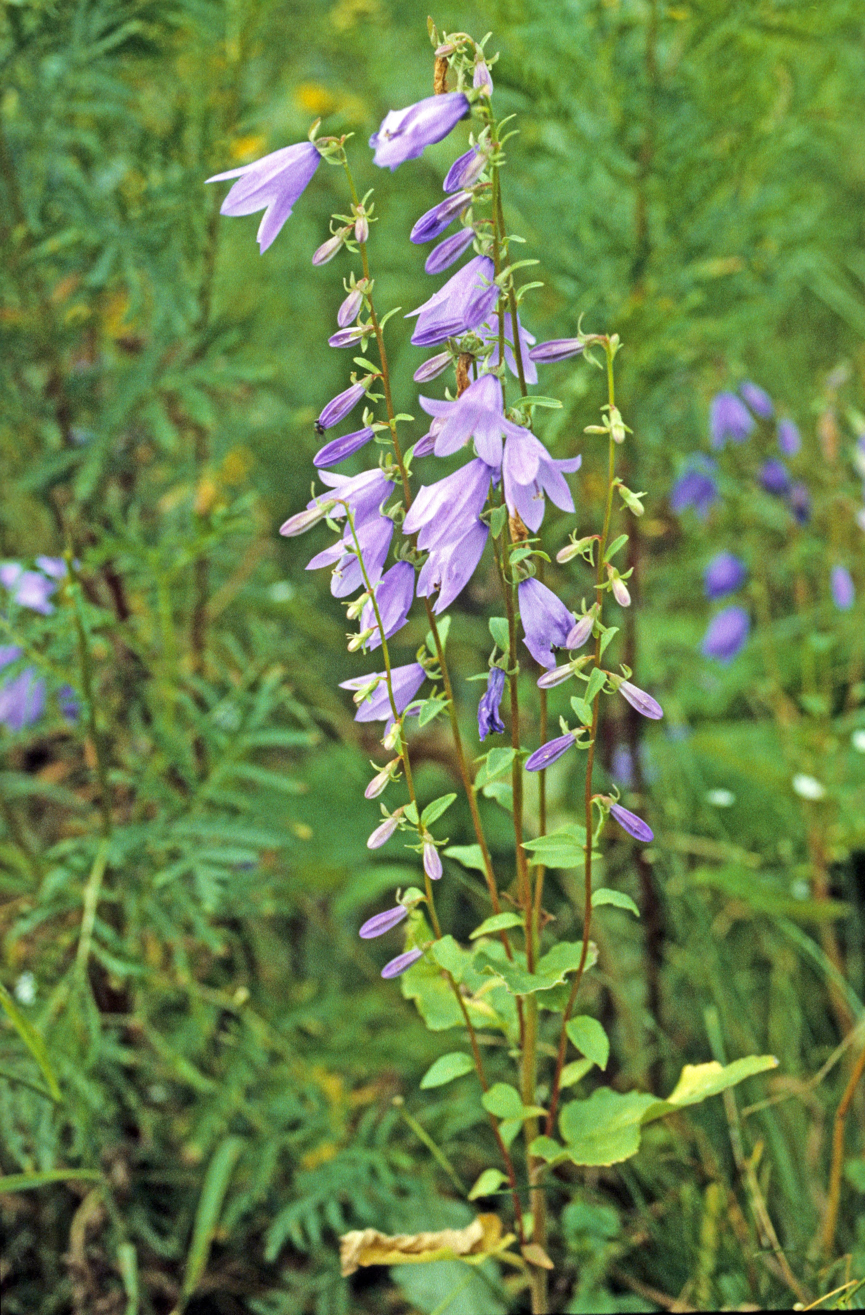 : Campanula rapunculoides.