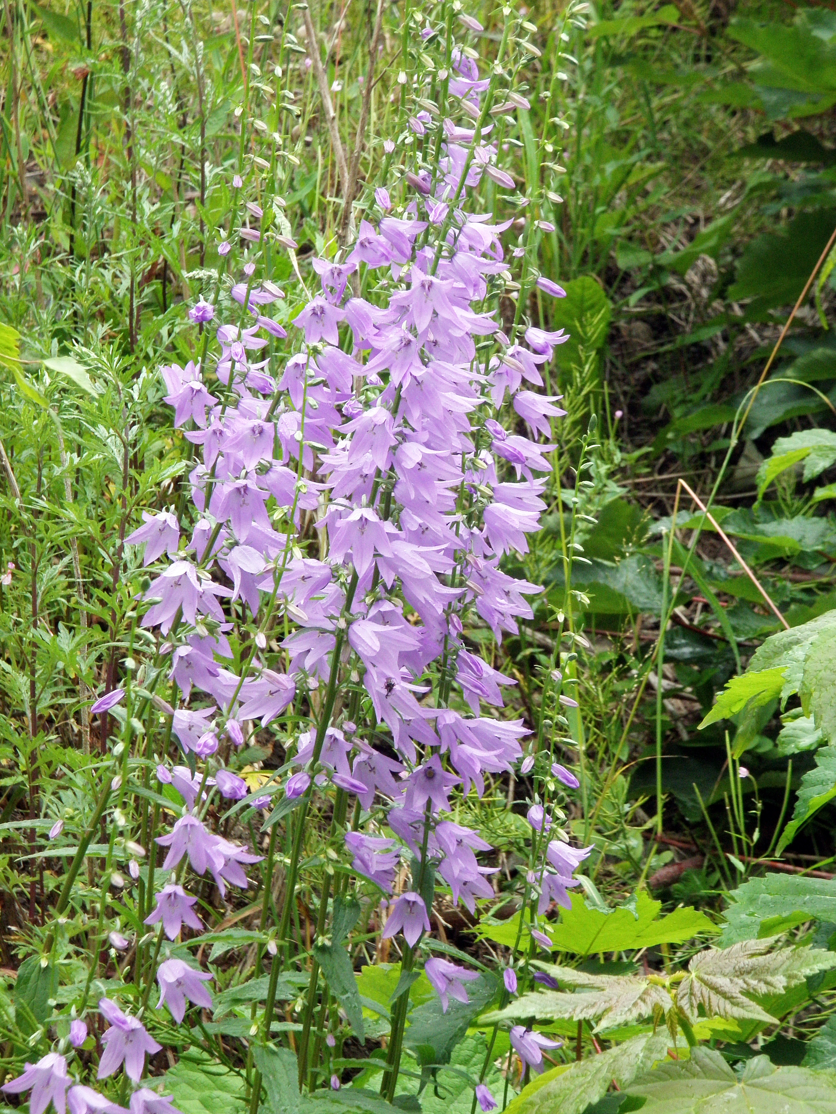 : Campanula rapunculoides.