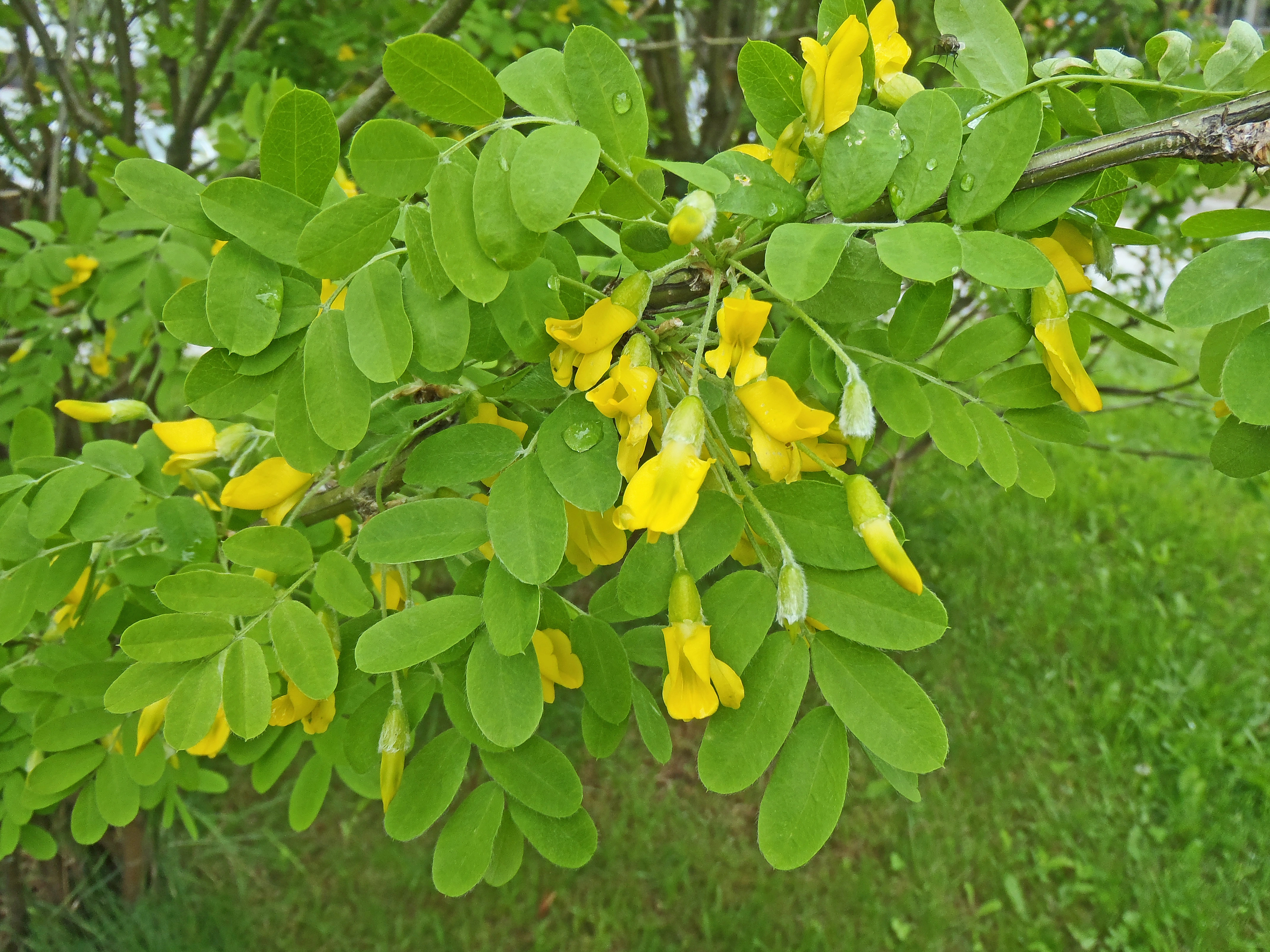 : Caragana arborescens.