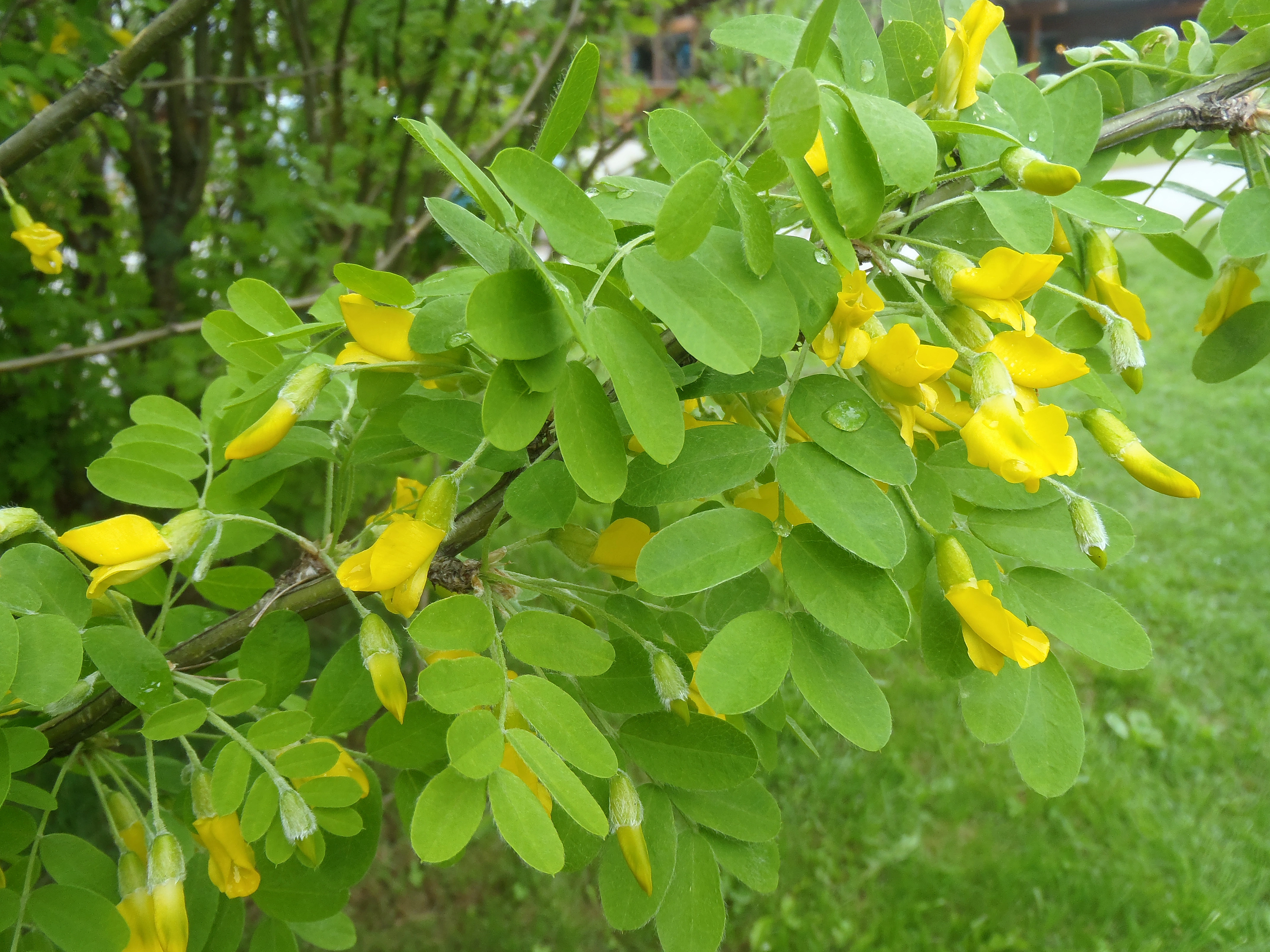 : Caragana arborescens.