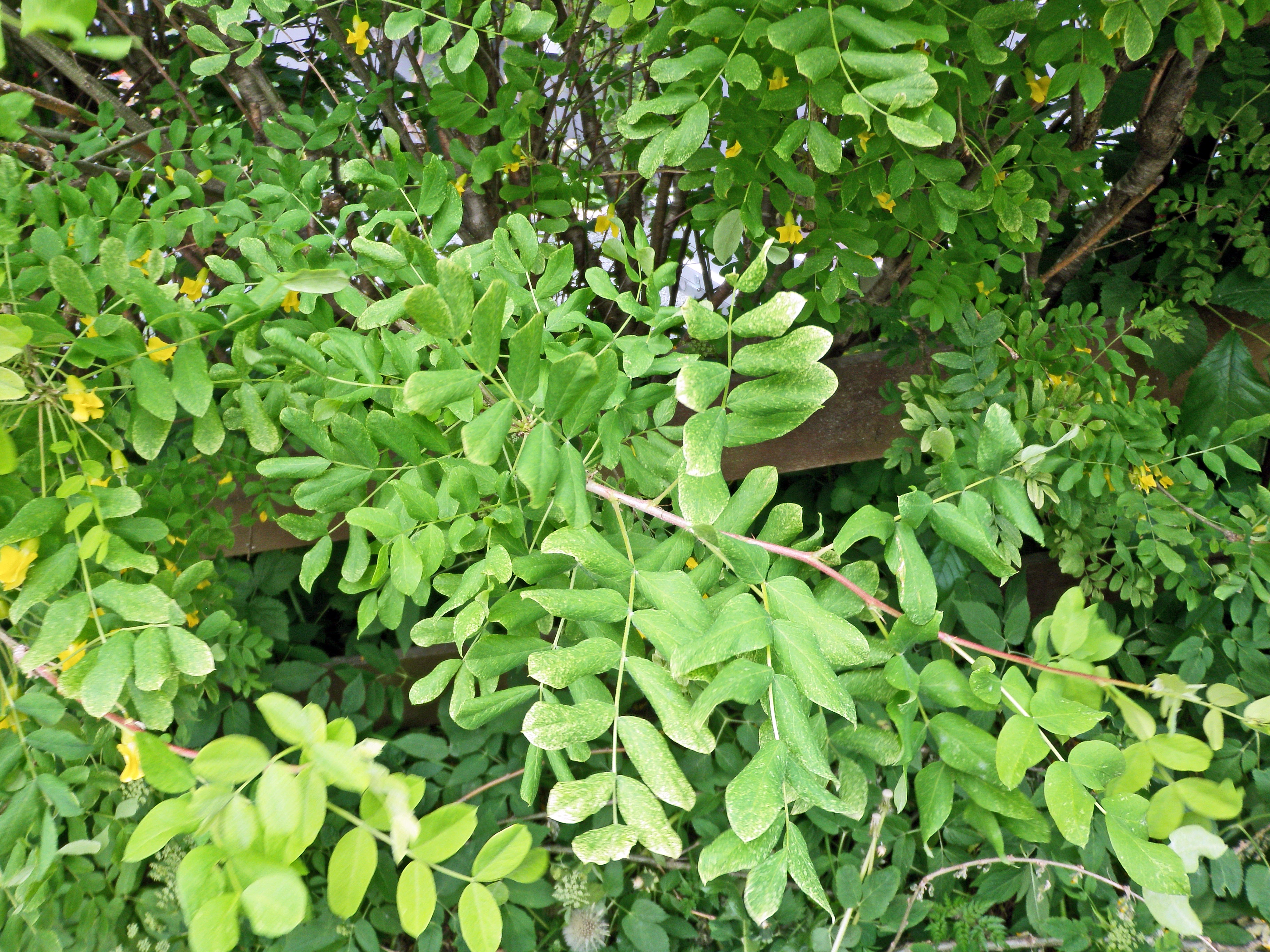 : Caragana arborescens.