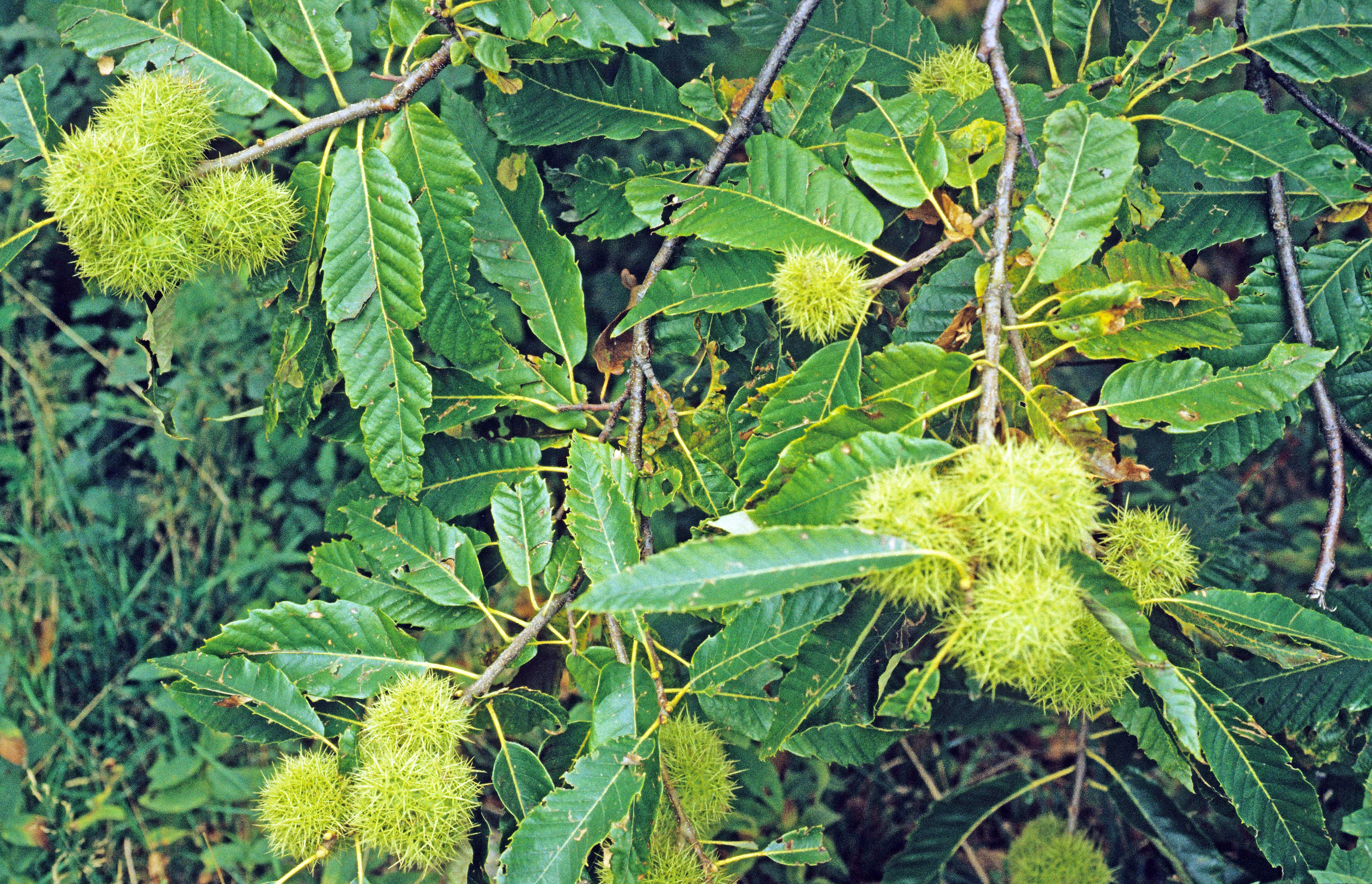 : Castanea sativa.