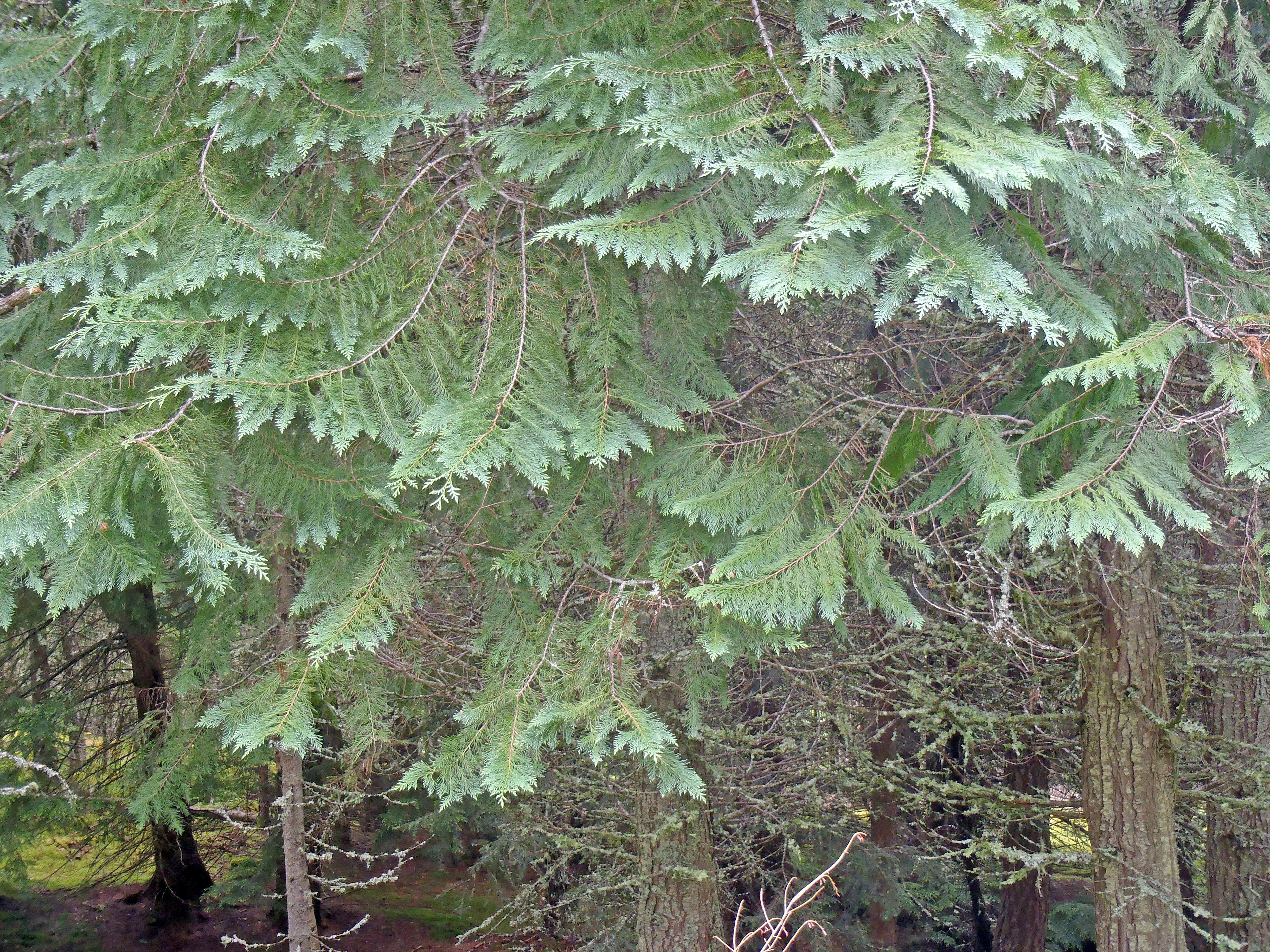 : Chamaecyparis lawsoniana.