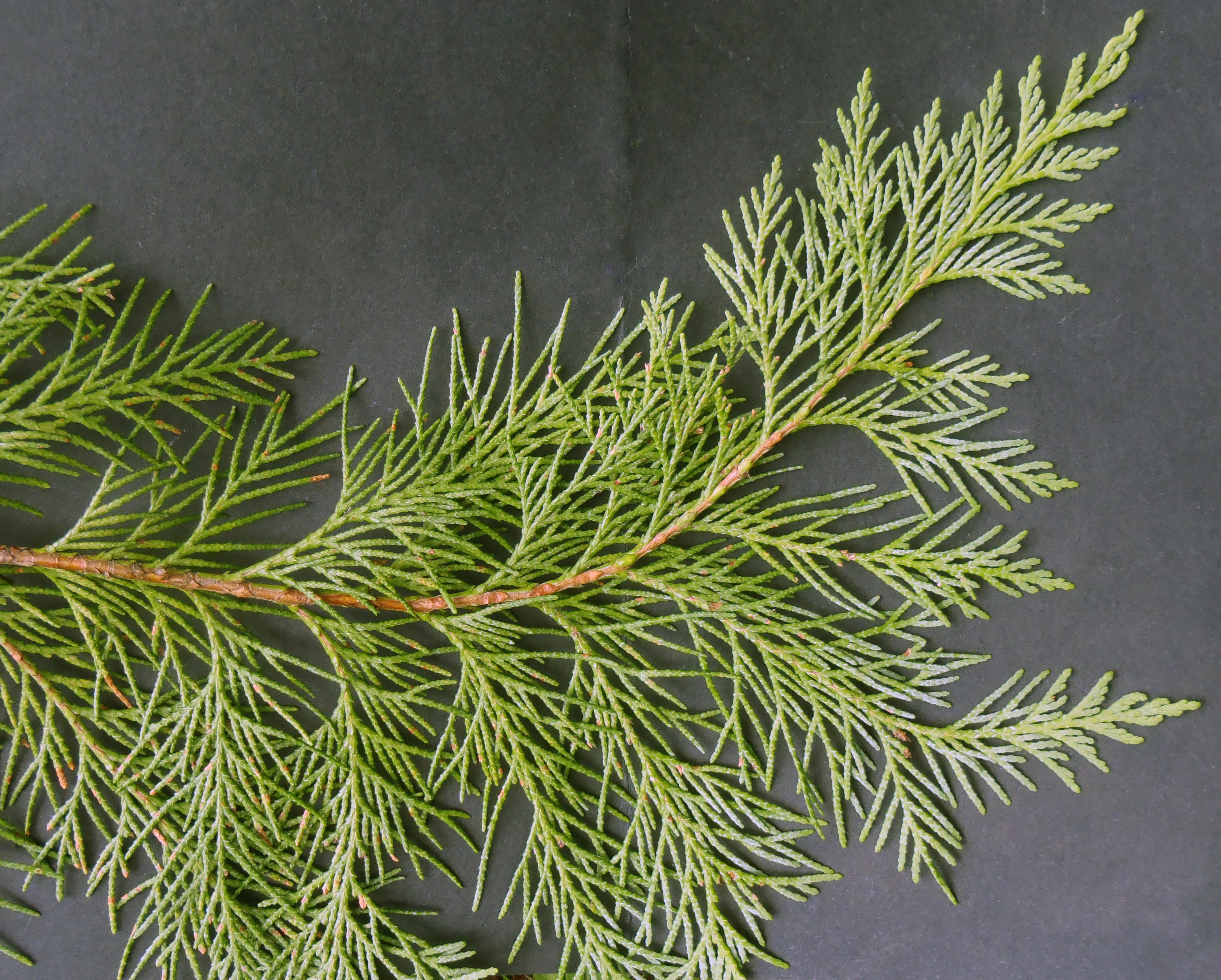 : Chamaecyparis lawsoniana.