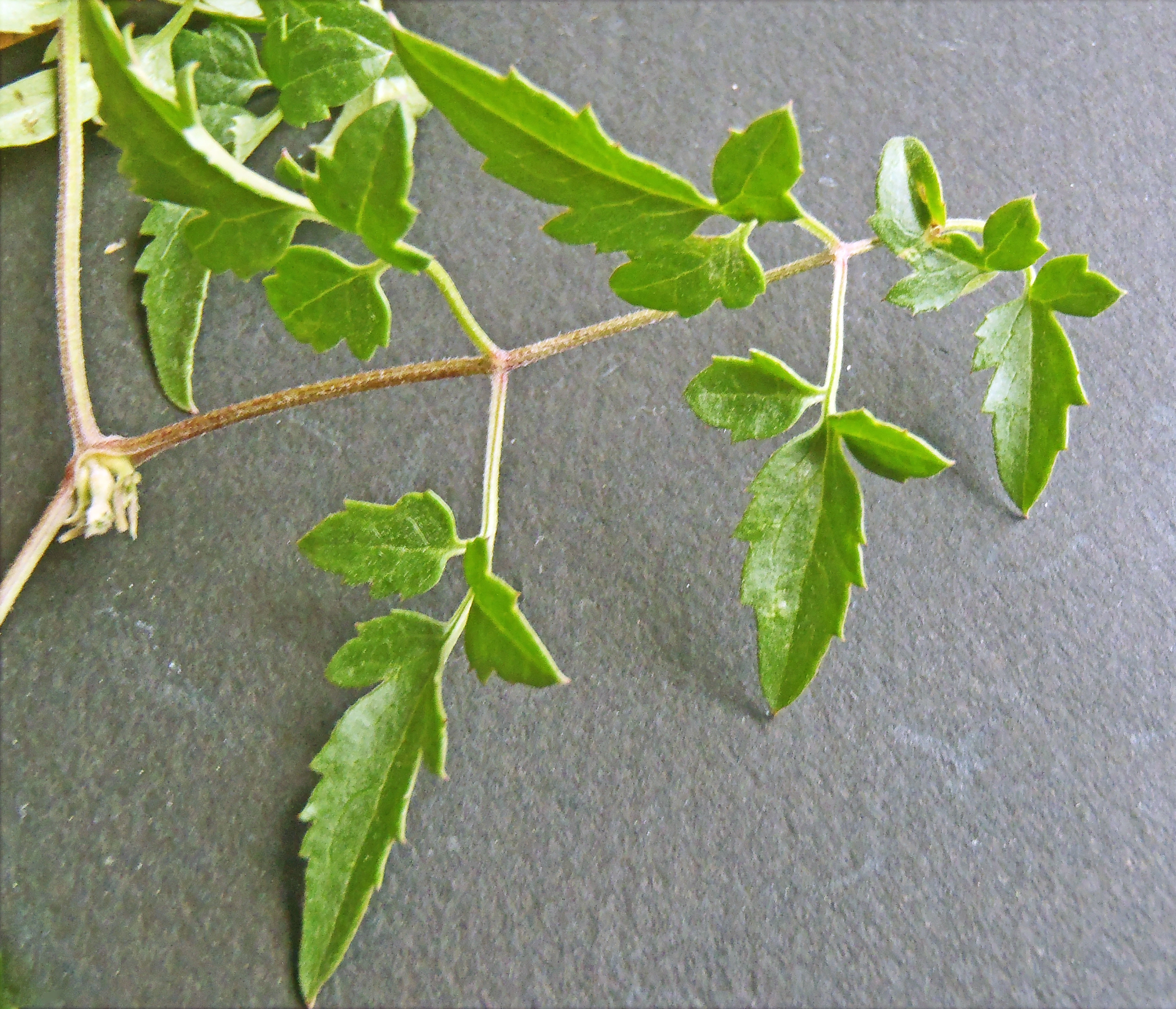 : Clematis tangutica.