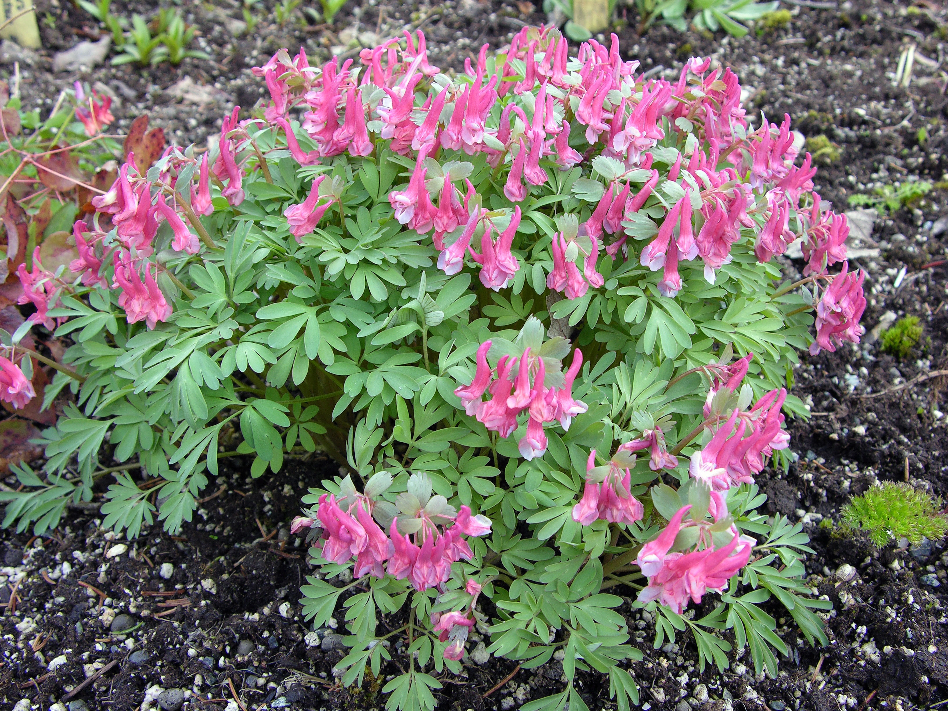 : Corydalis solida.