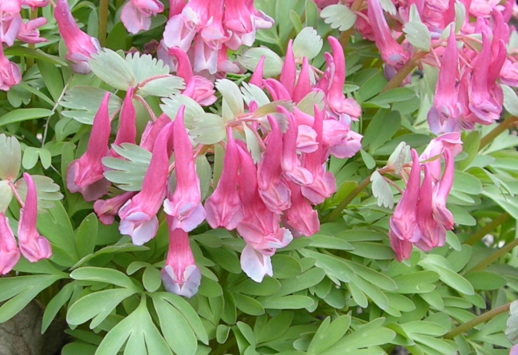 : Corydalis solida.