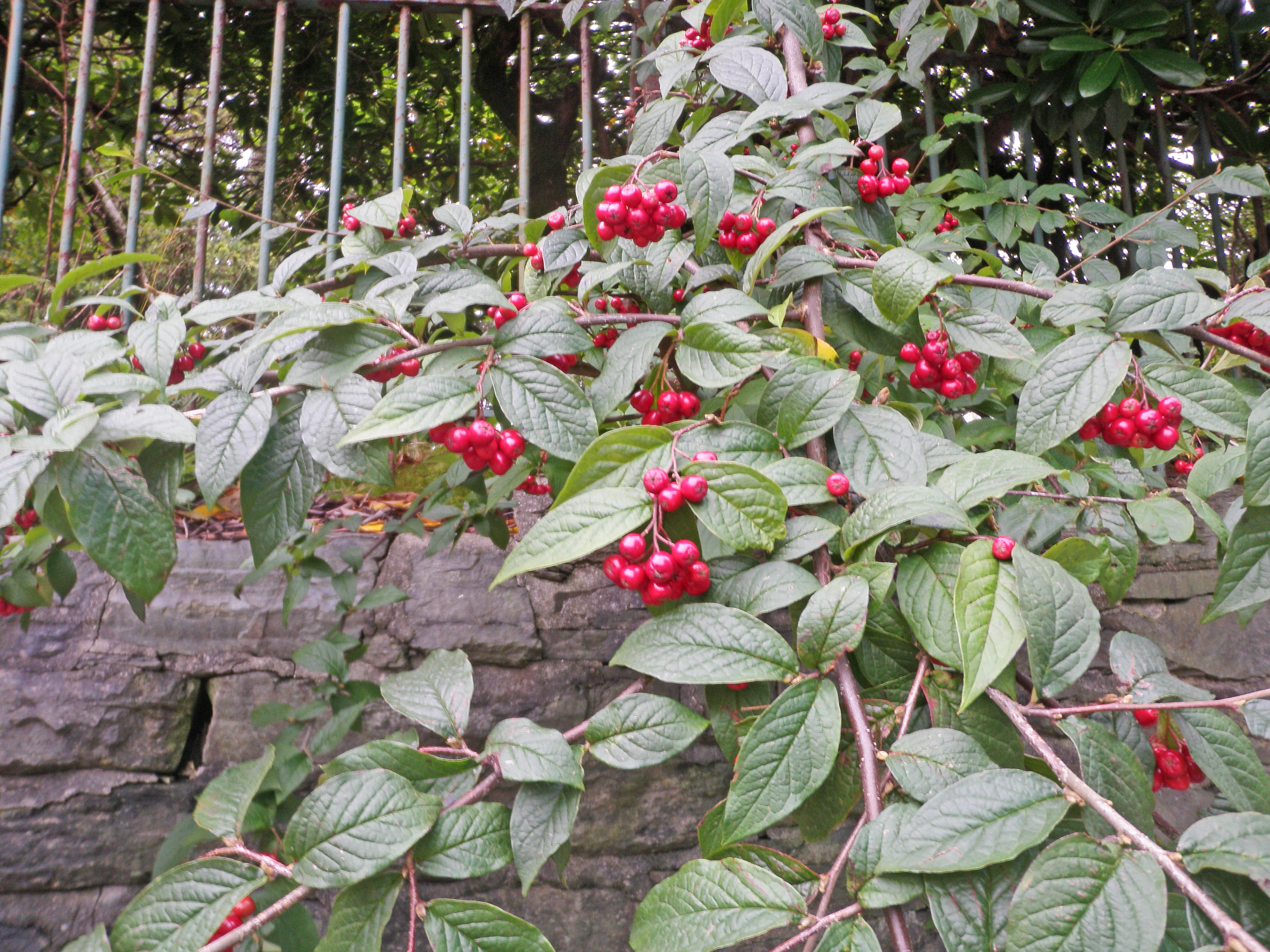 : Cotoneaster bullatus.