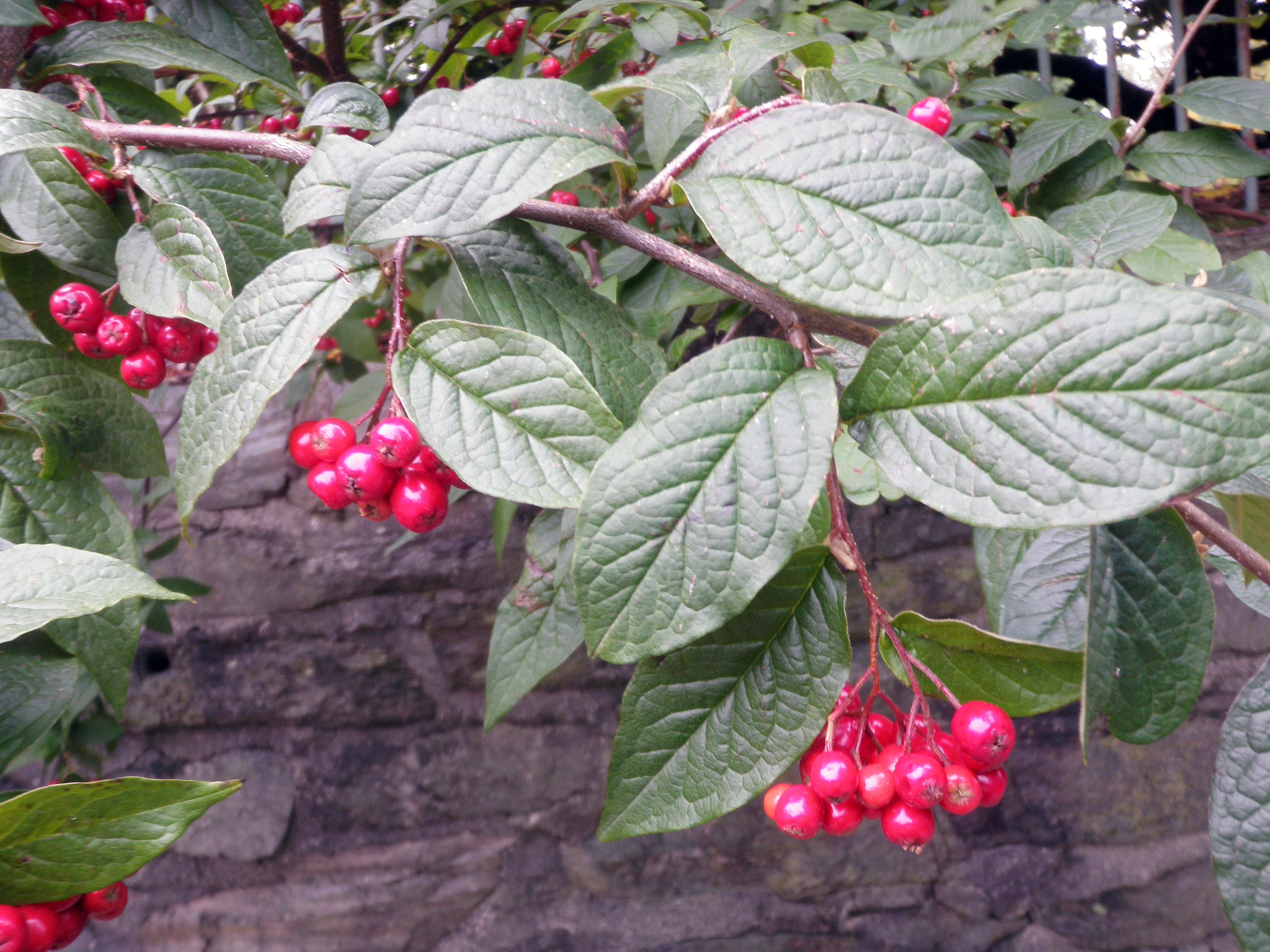 : Cotoneaster bullatus.