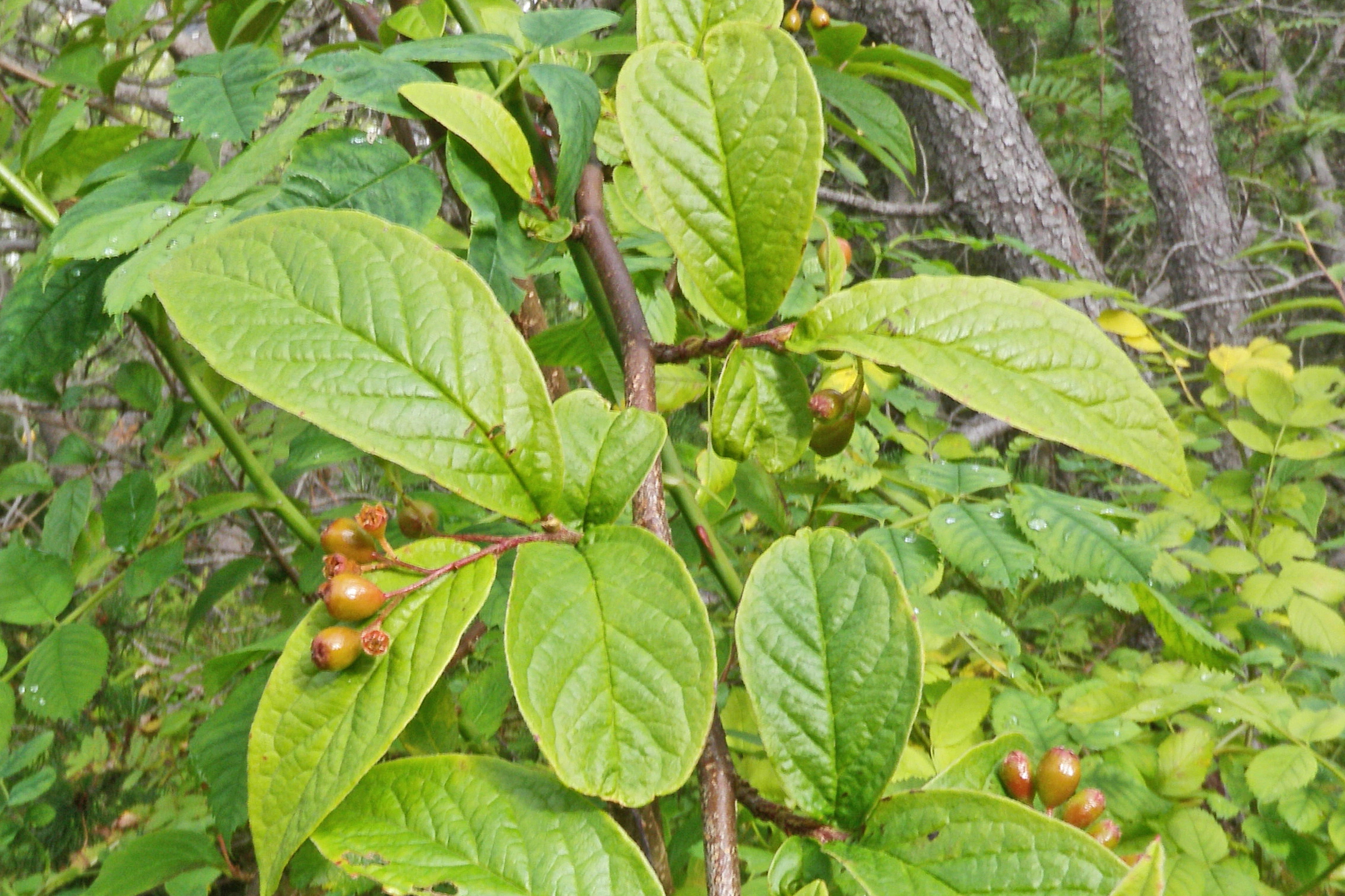 : Cotoneaster bullatus.