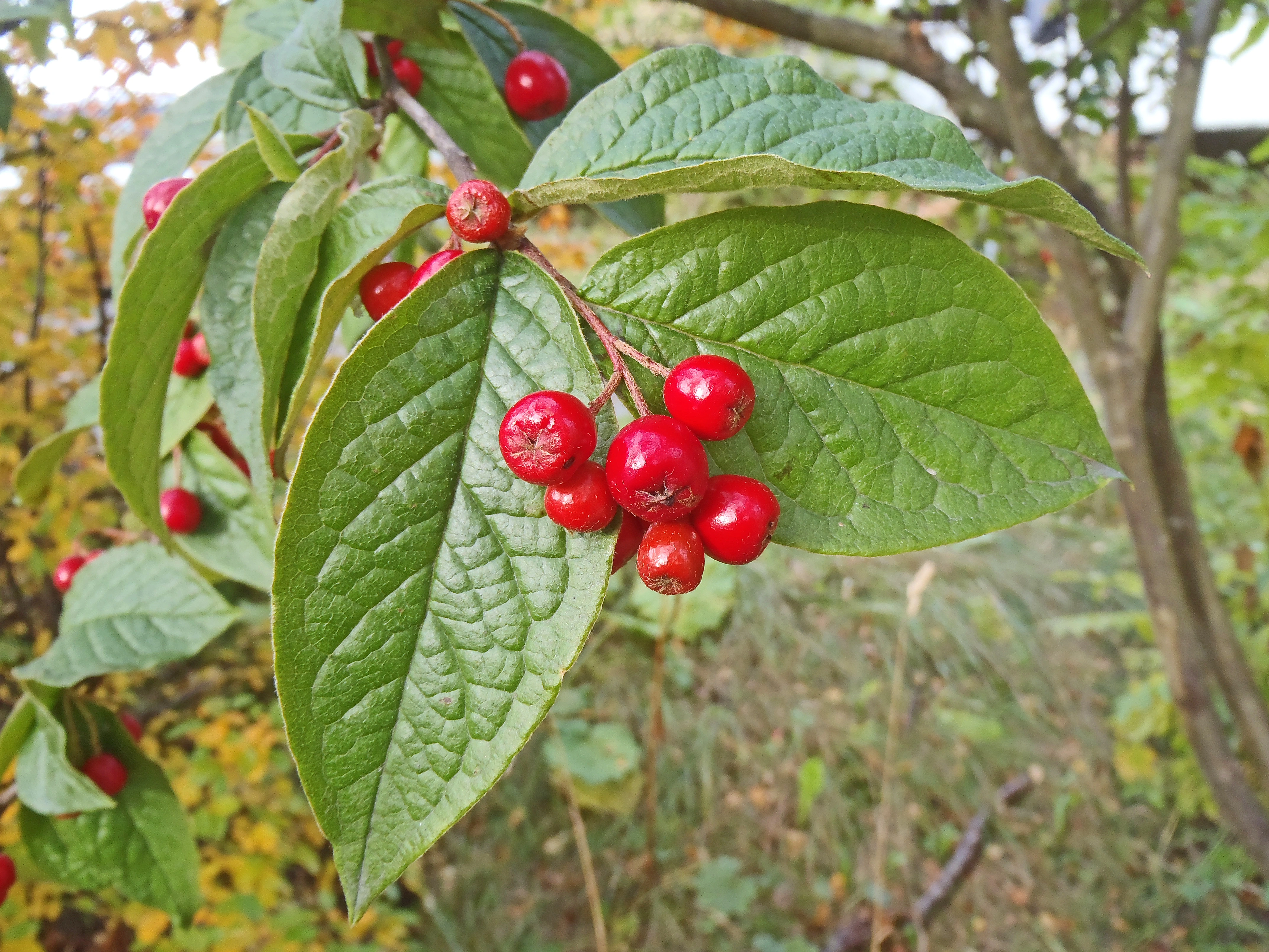 : Cotoneaster bullatus.