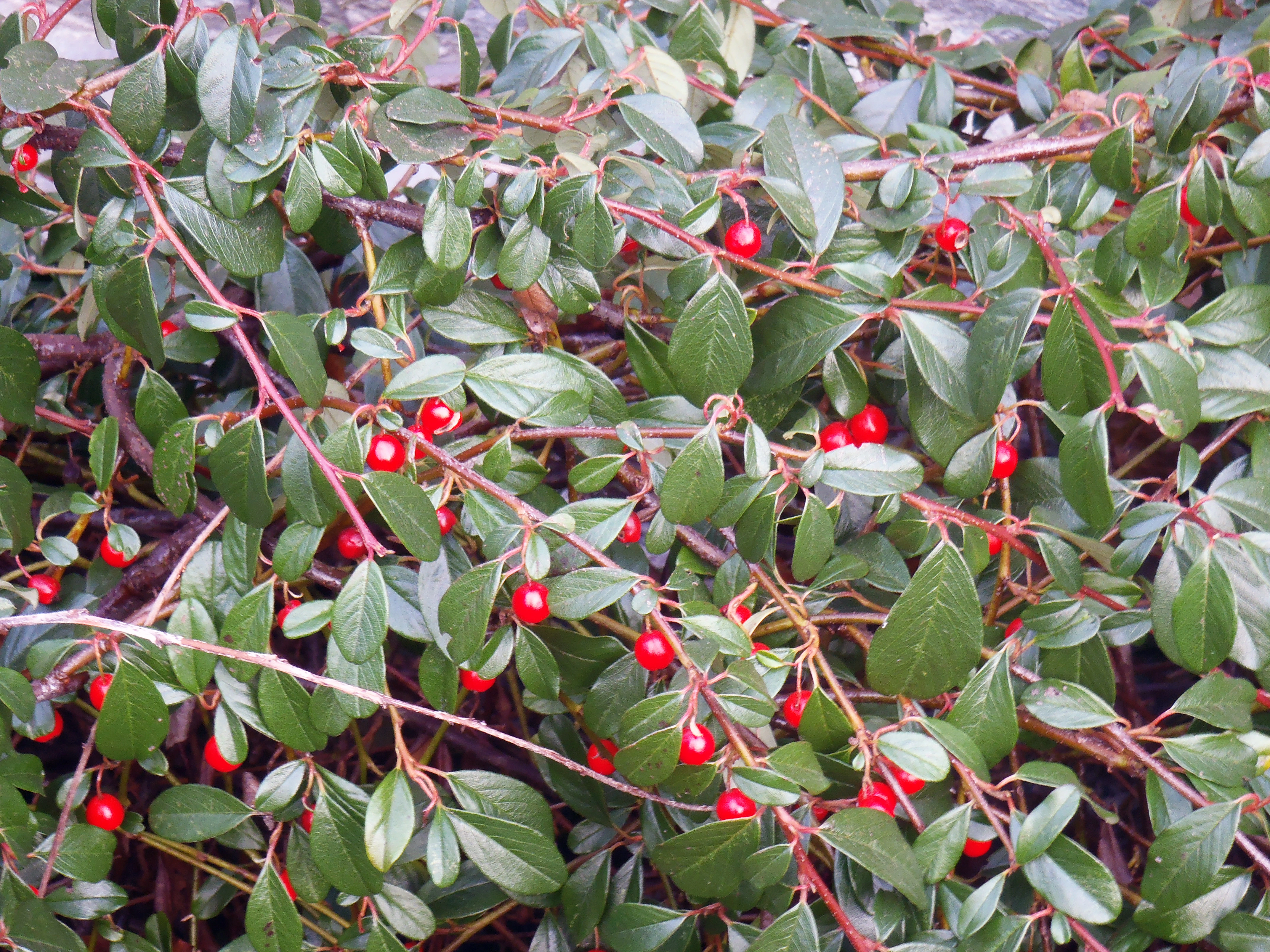 : Cotoneaster dammeri.