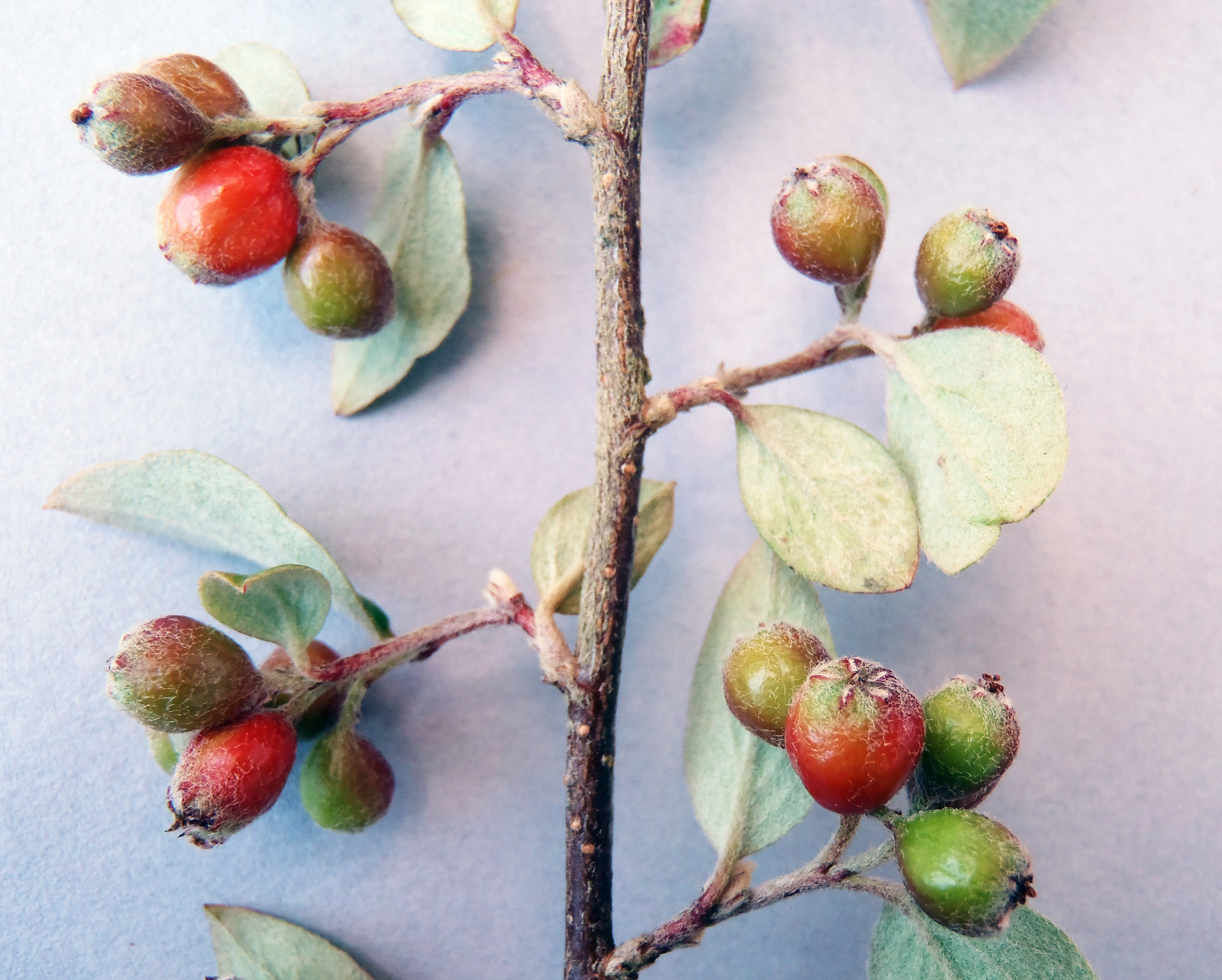 : Cotoneaster dielsianus.