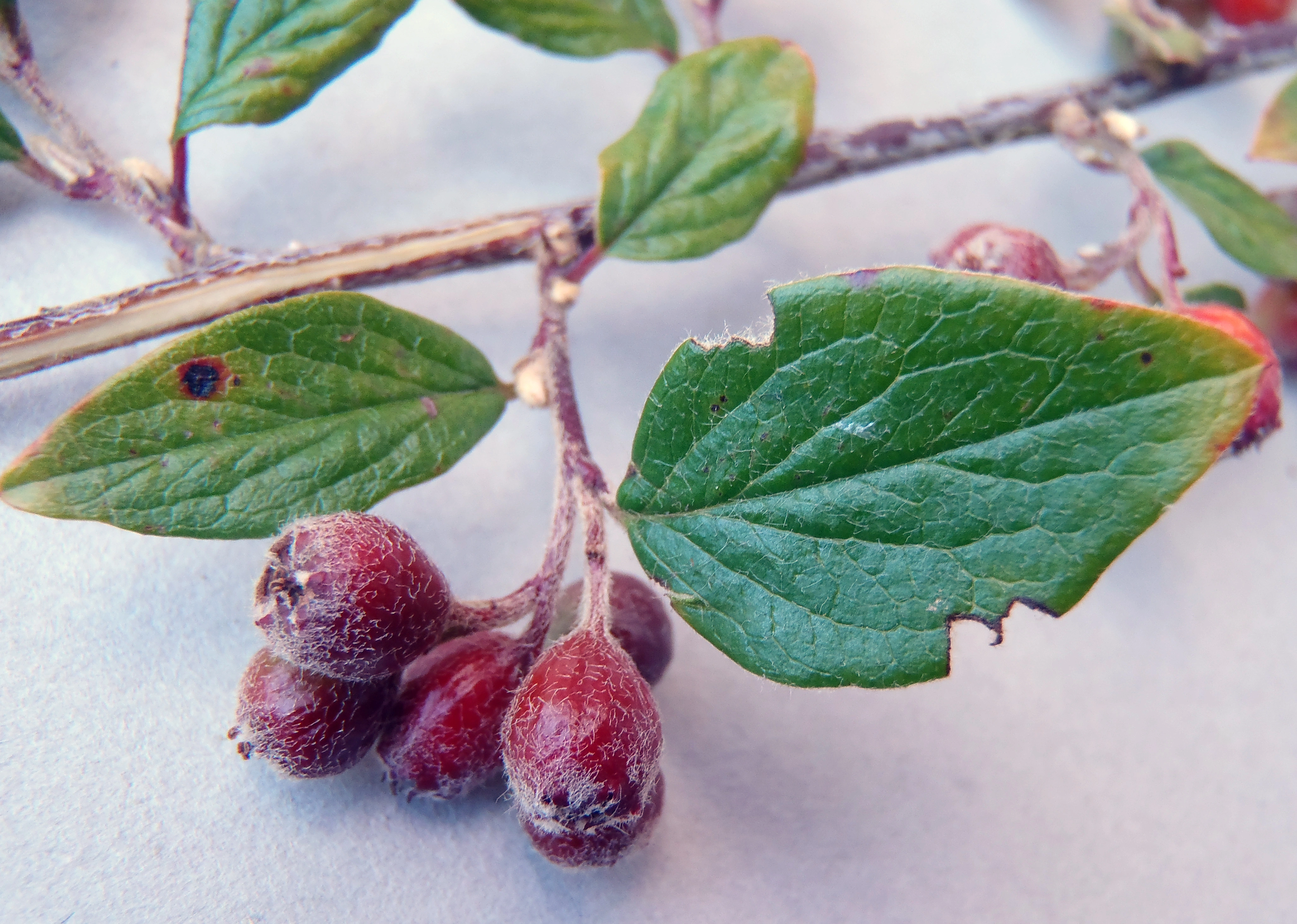 : Cotoneaster dielsianus.