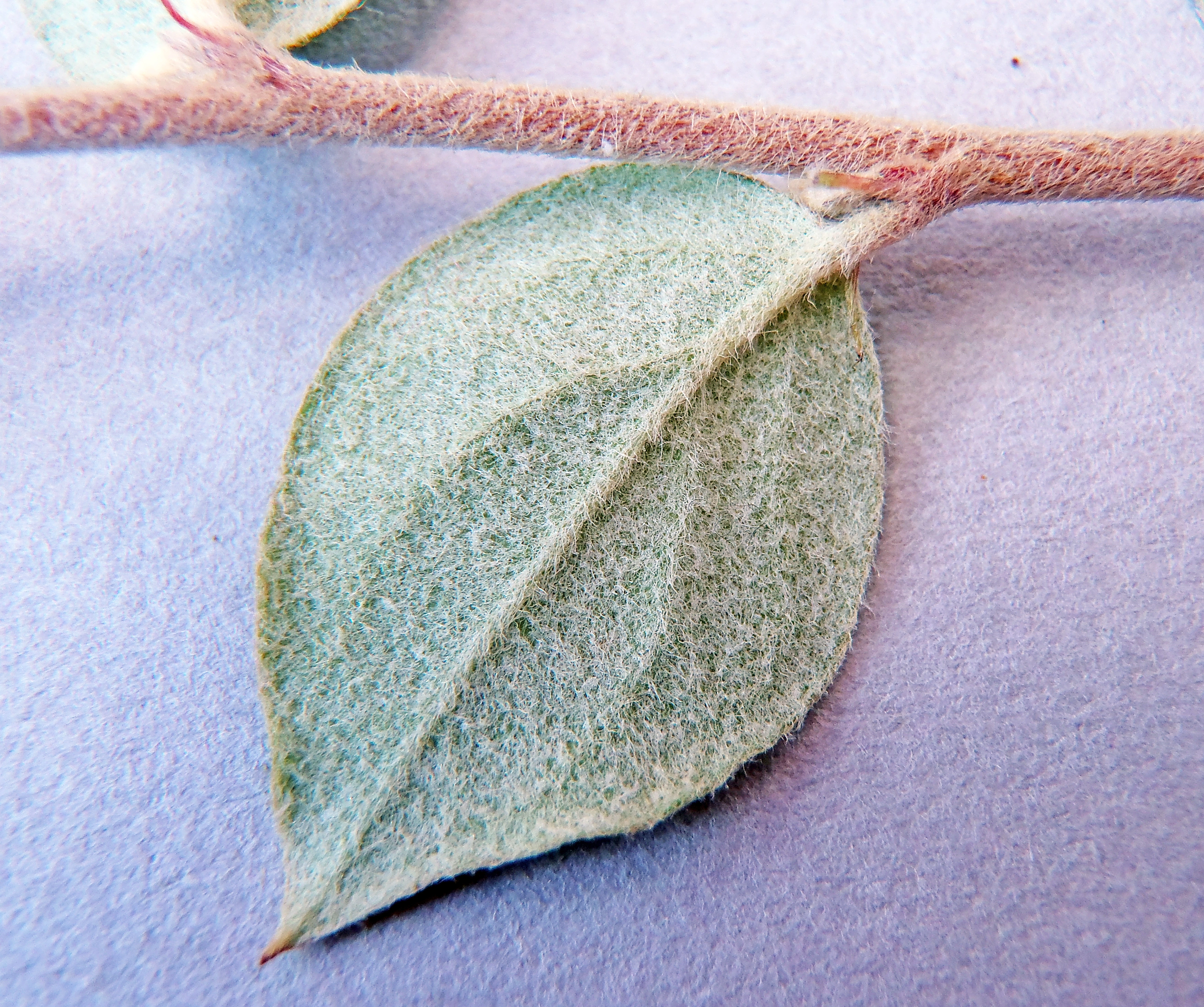 : Cotoneaster dielsianus.