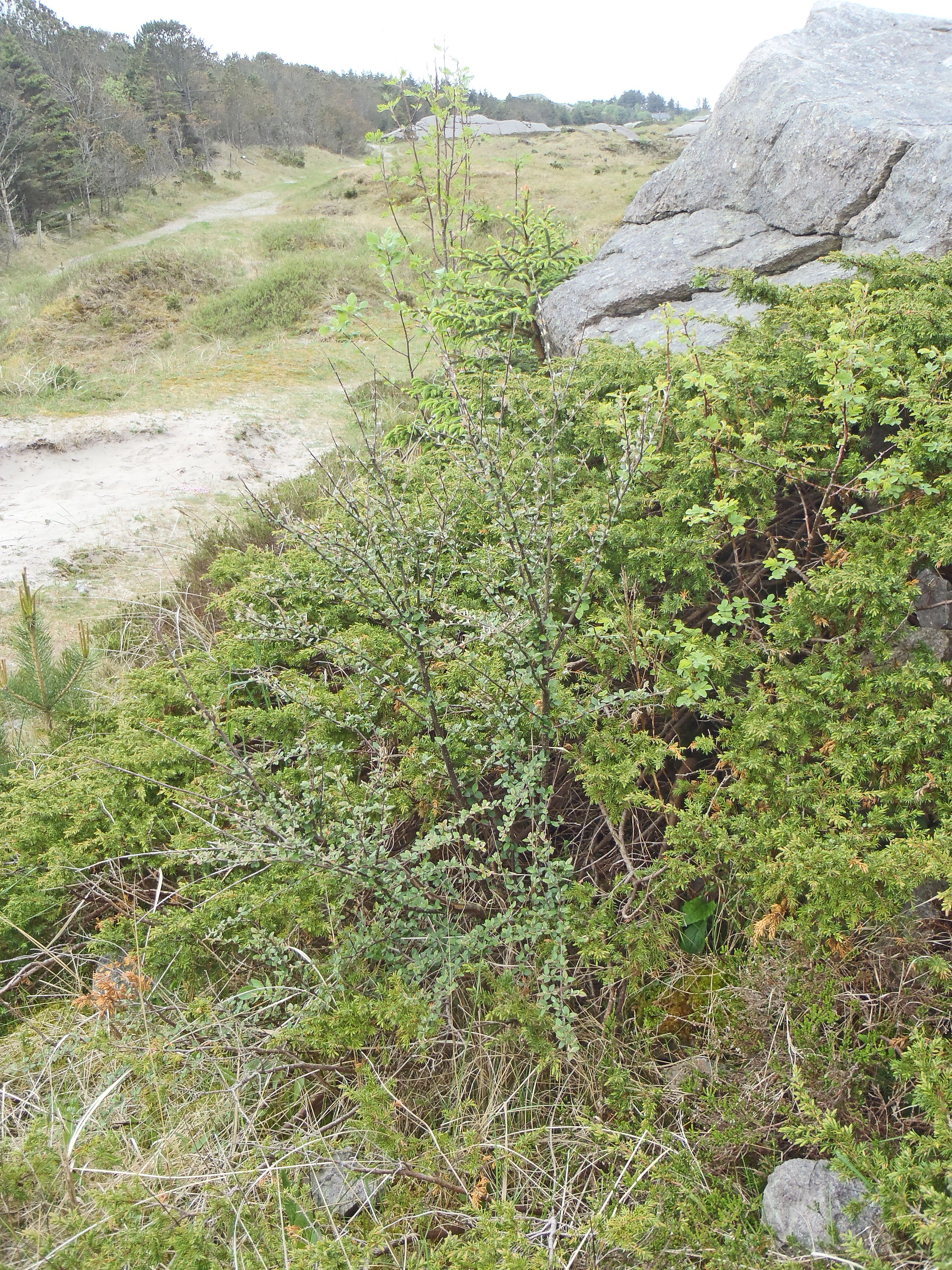 : Cotoneaster dielsianus.