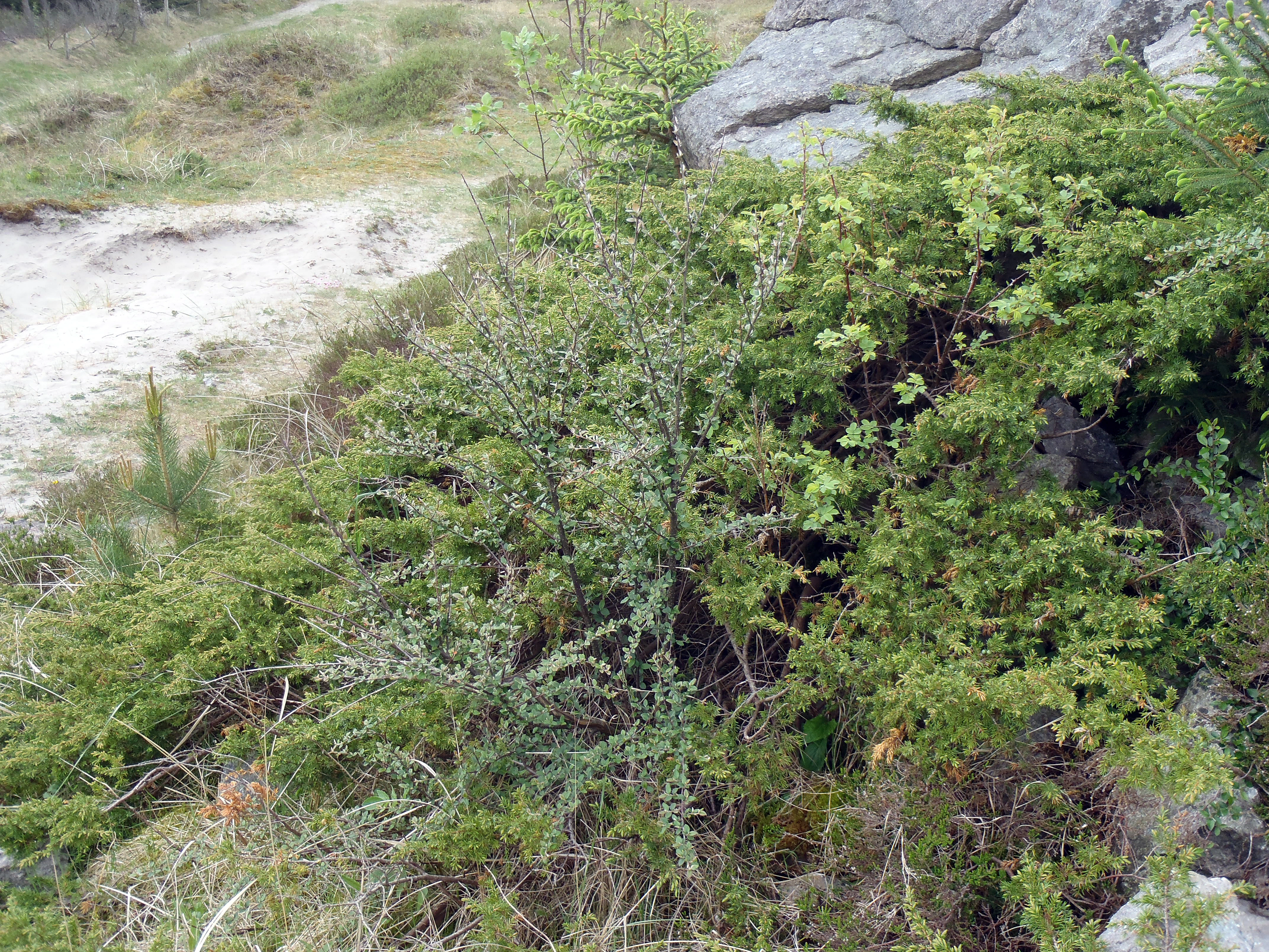 : Cotoneaster dielsianus.