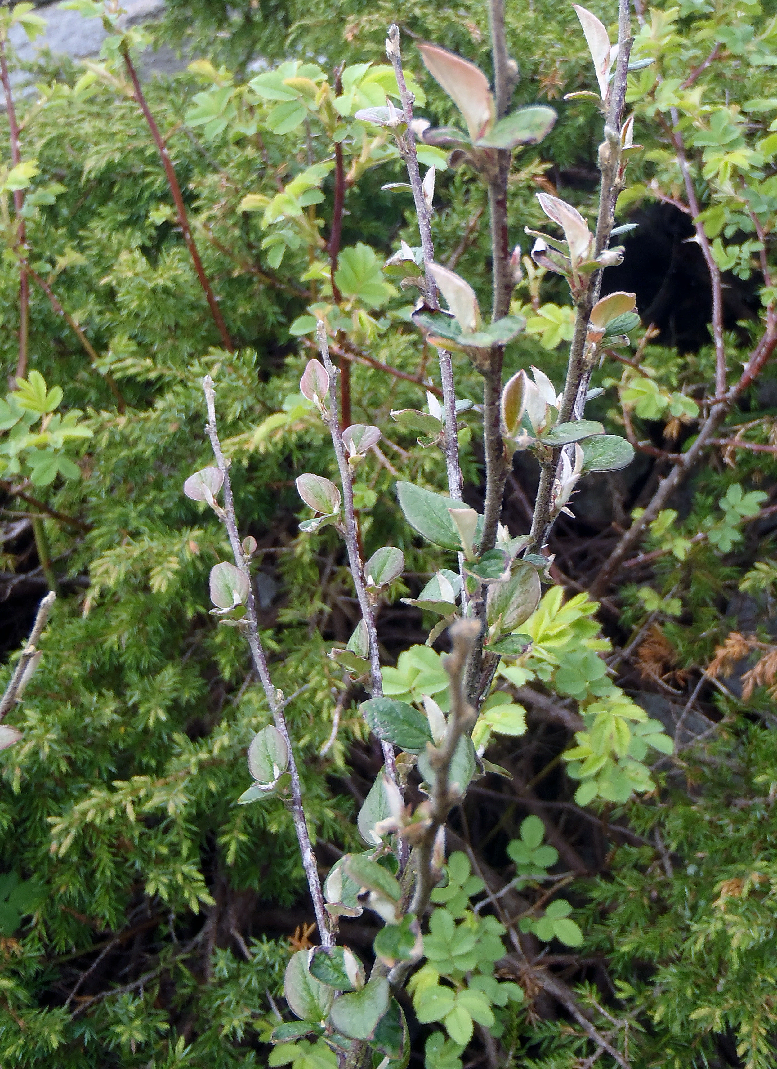 : Cotoneaster dielsianus.