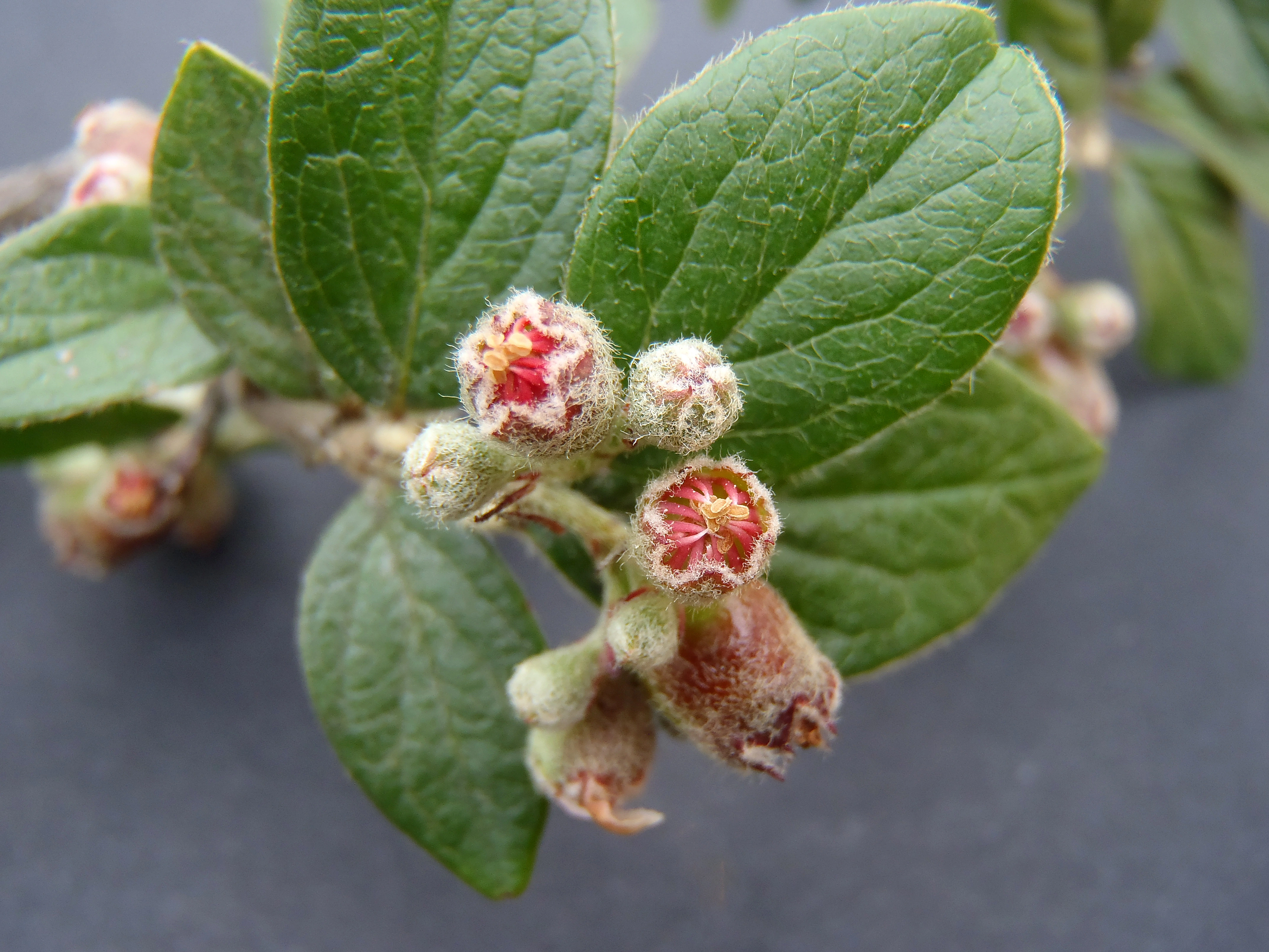 : Cotoneaster dielsianus.