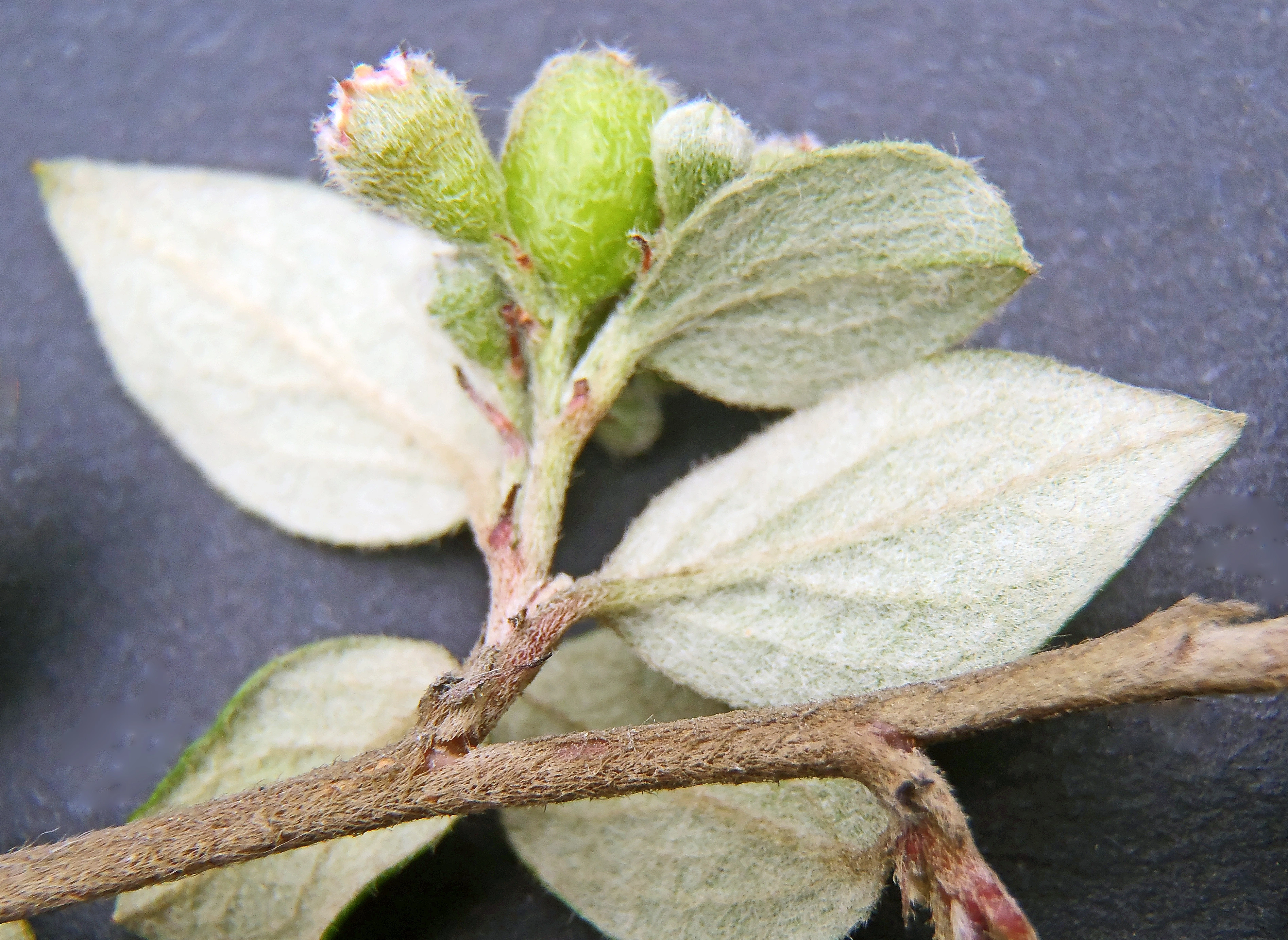 : Cotoneaster dielsianus.