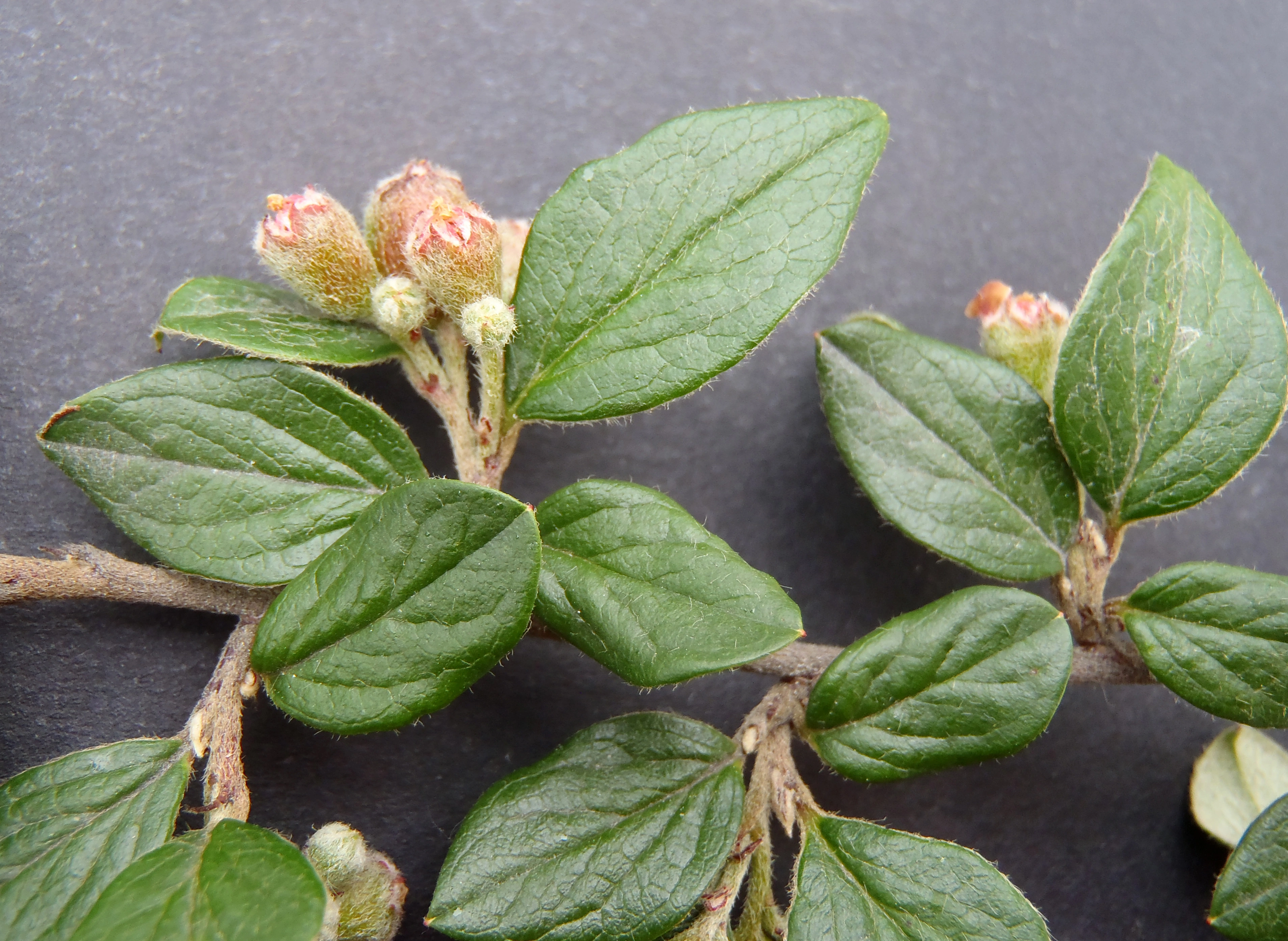 : Cotoneaster dielsianus.