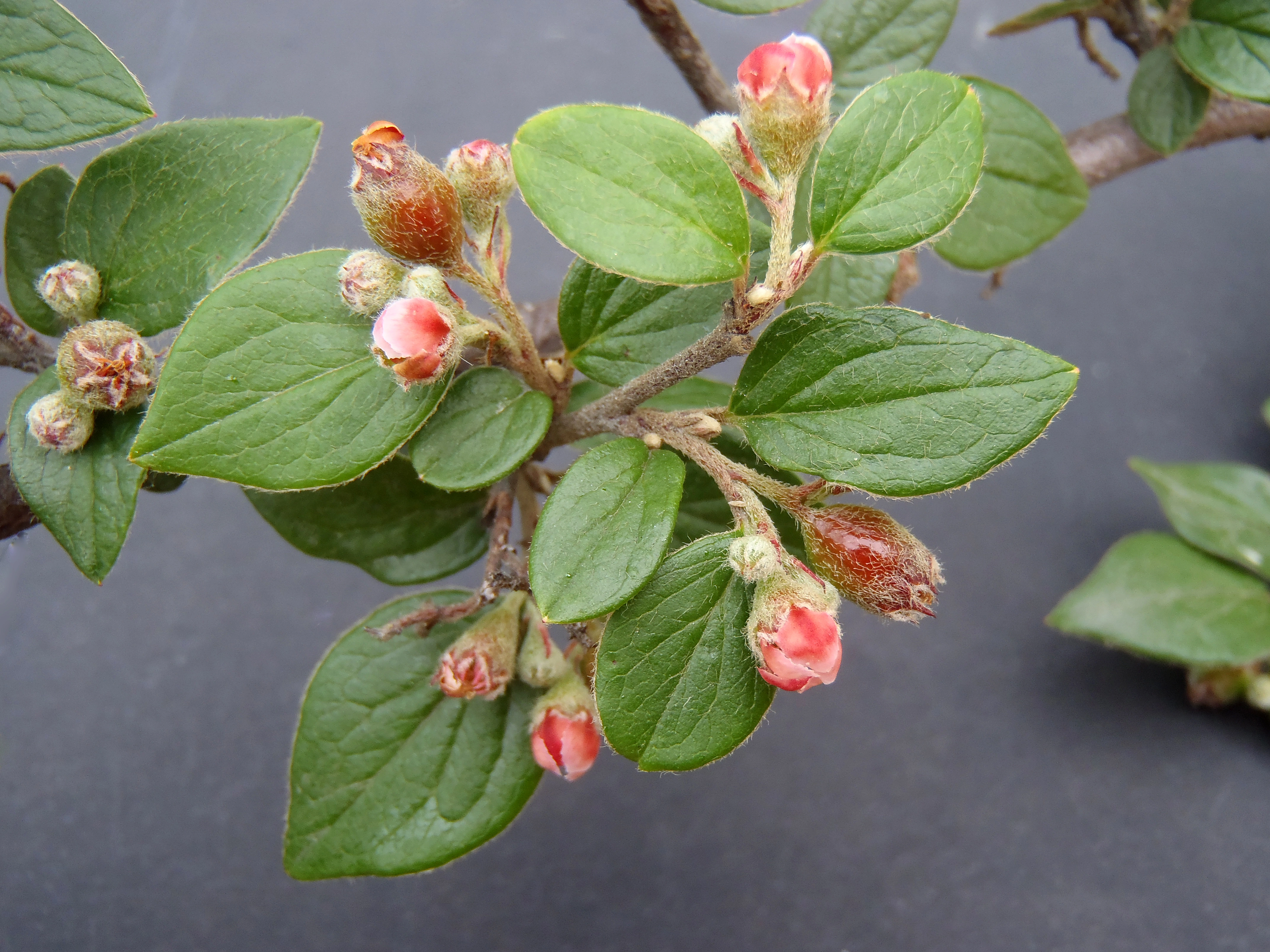 : Cotoneaster dielsianus.