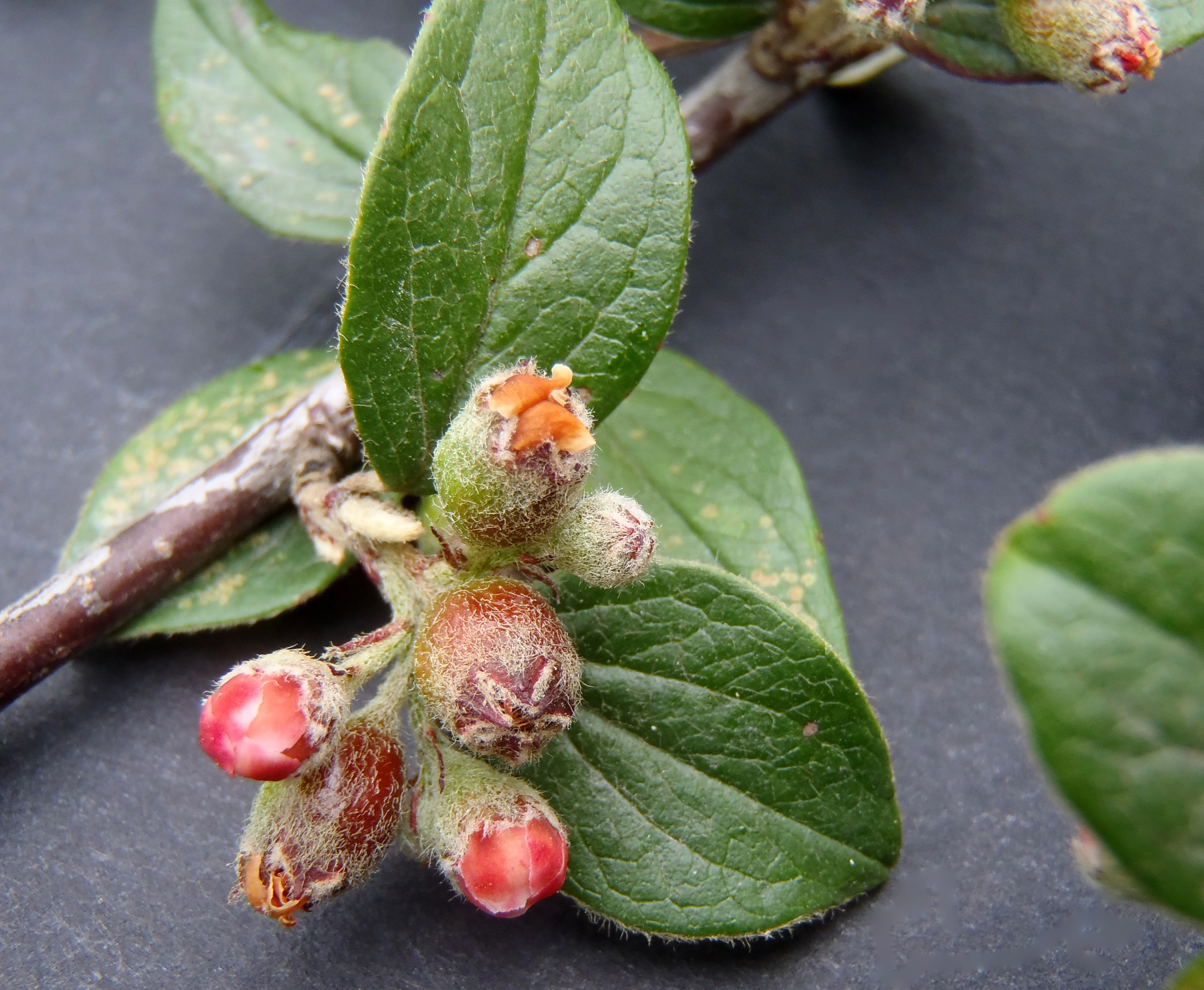 : Cotoneaster dielsianus.