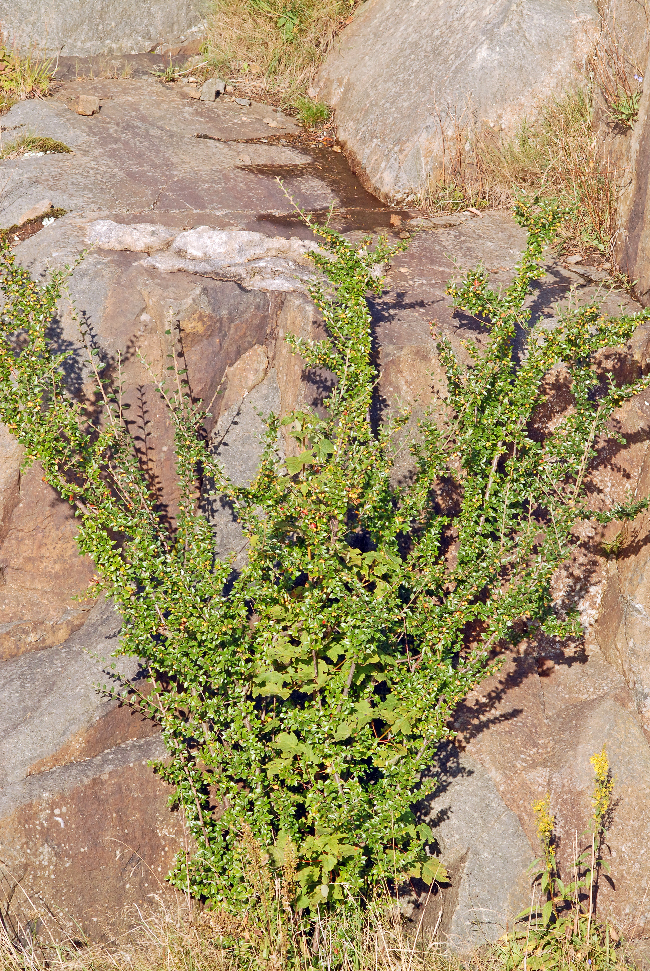 : Cotoneaster symondsii.