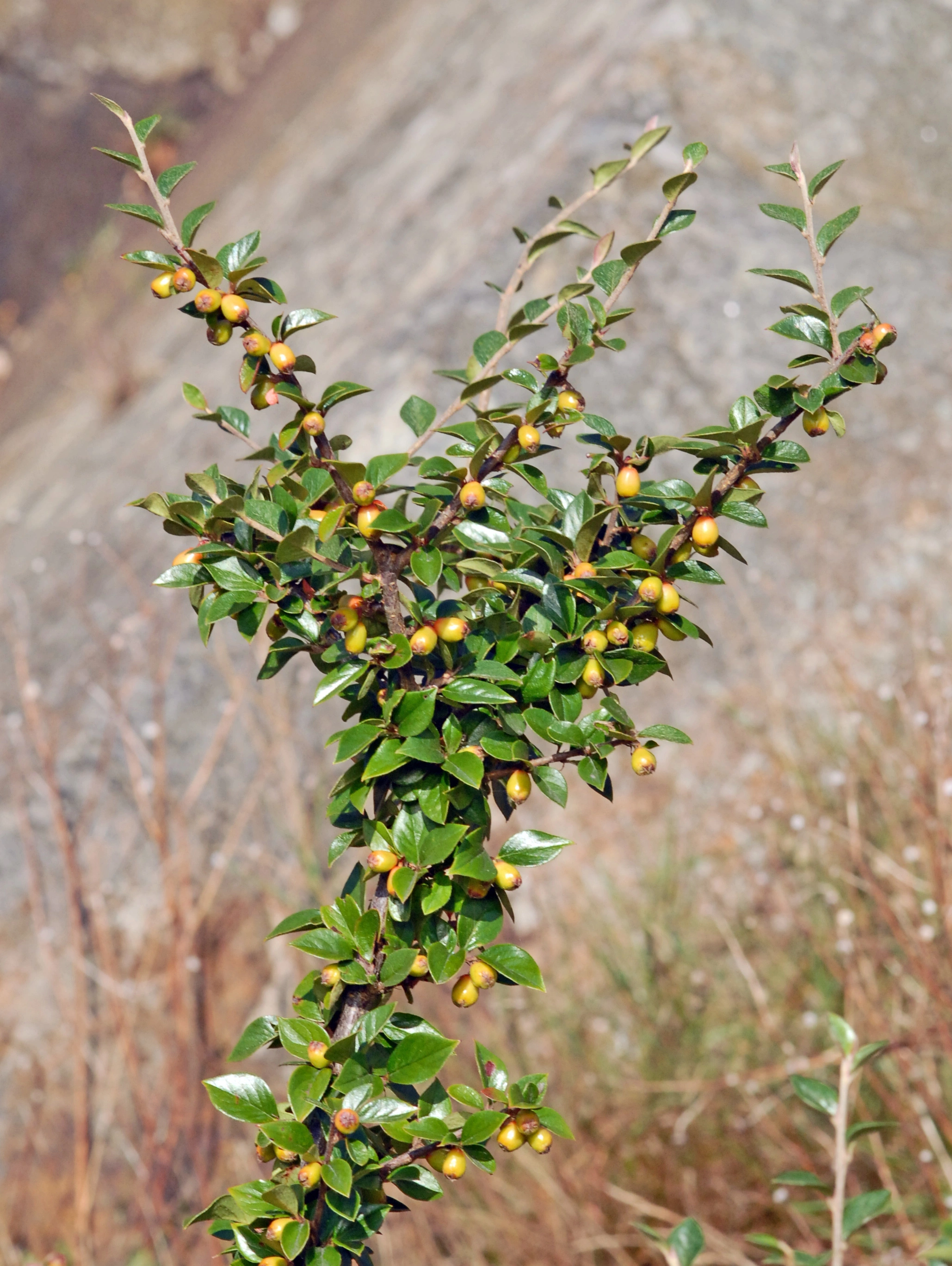 : Cotoneaster symondsii.