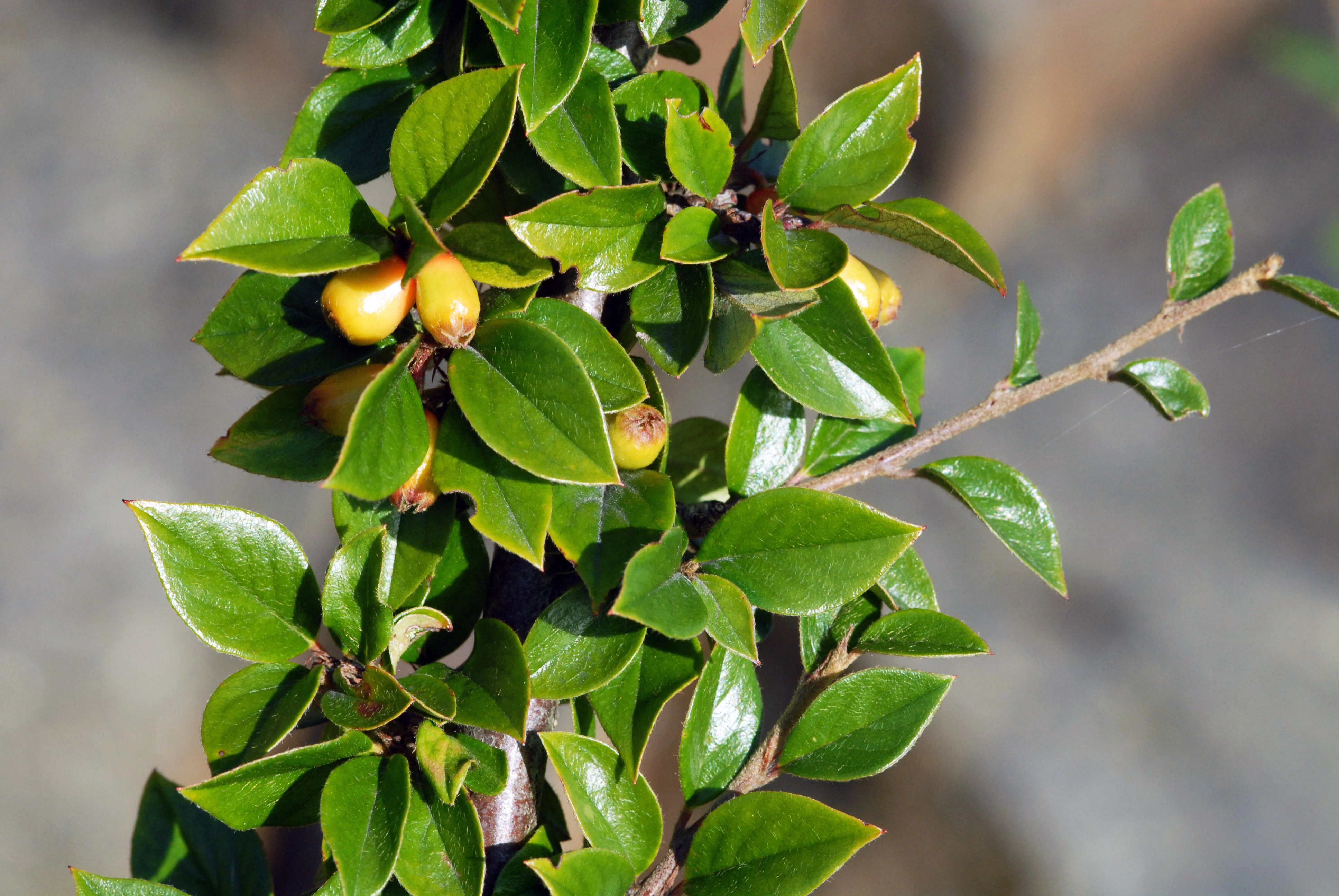 : Cotoneaster symondsii.