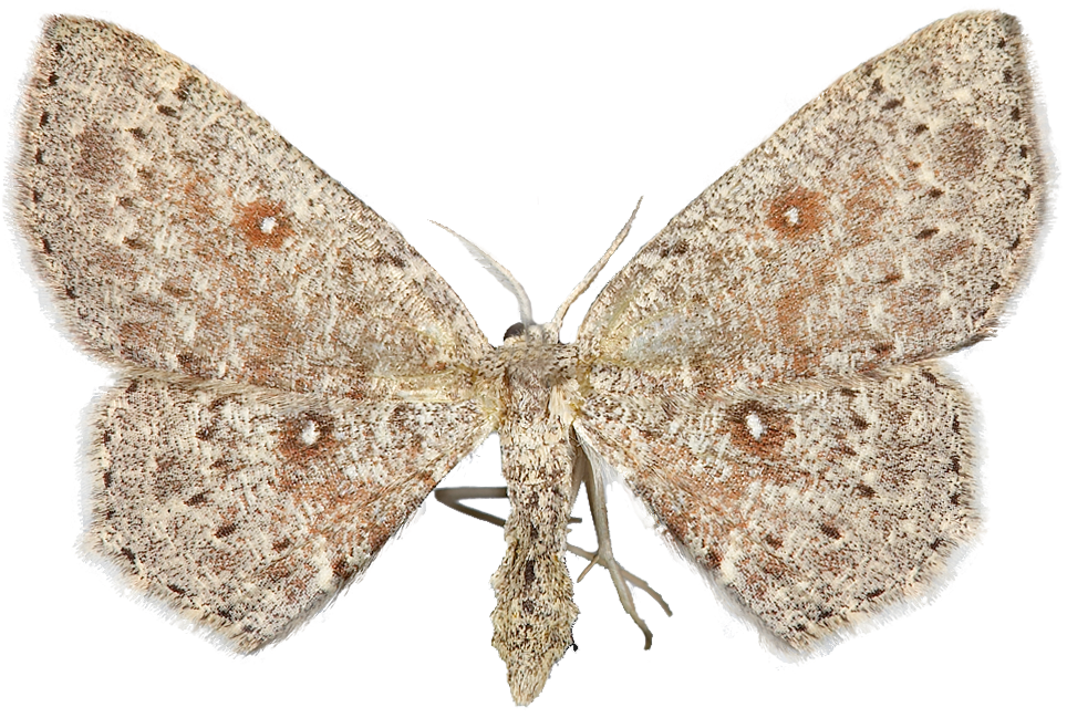 : Cyclophora pendularia.