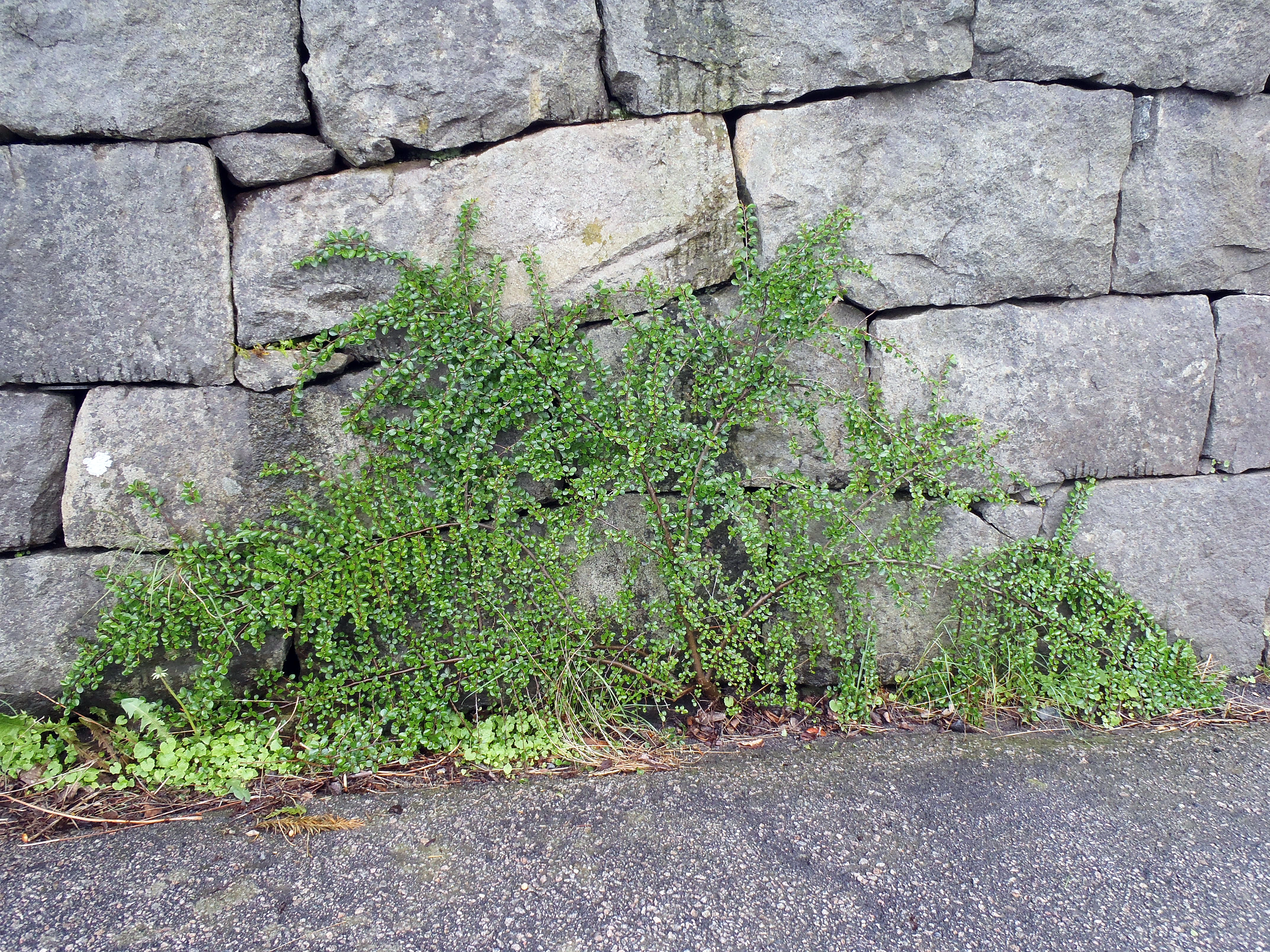 : Cotoneaster horizontalis.