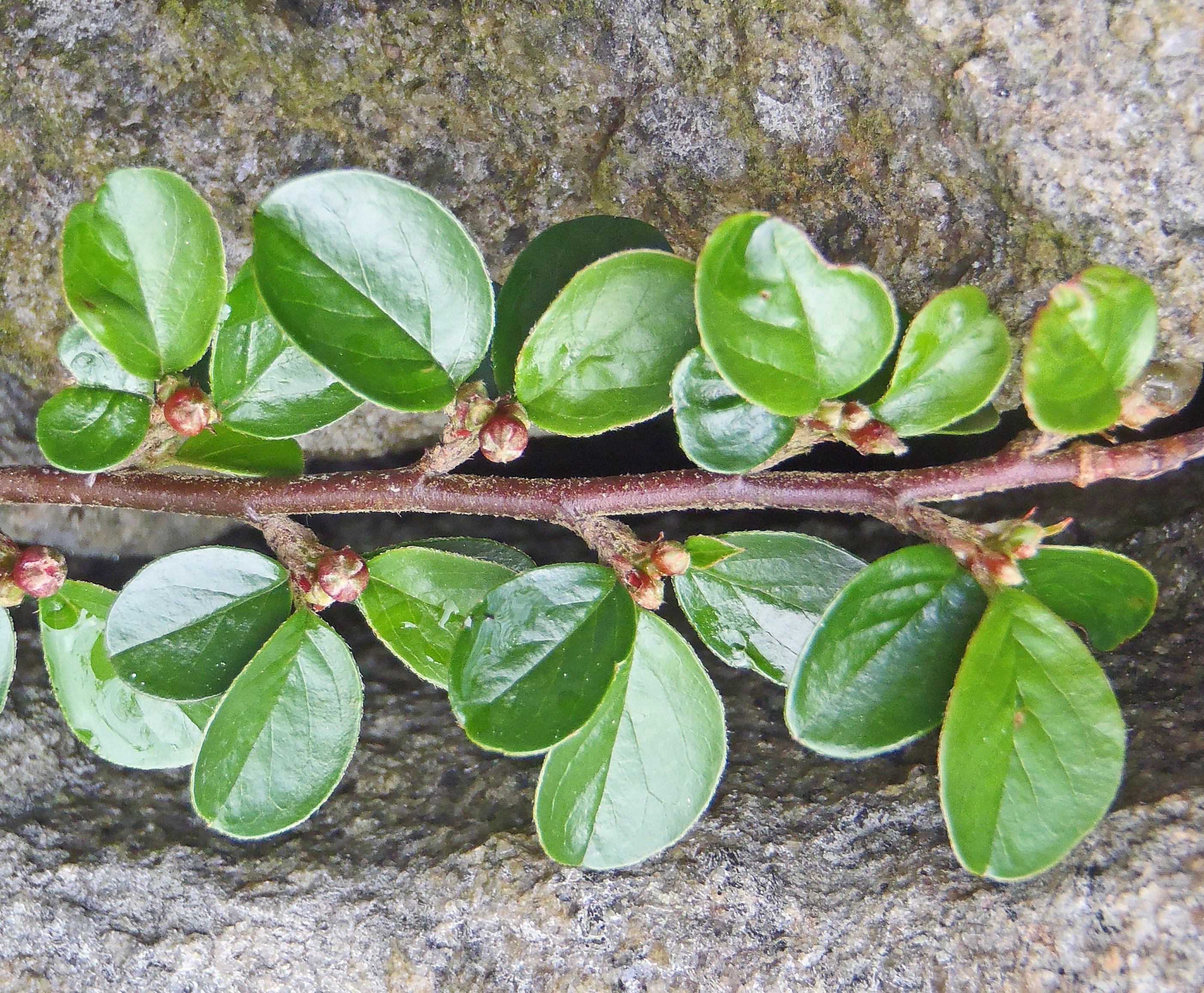 : Cotoneaster horizontalis.