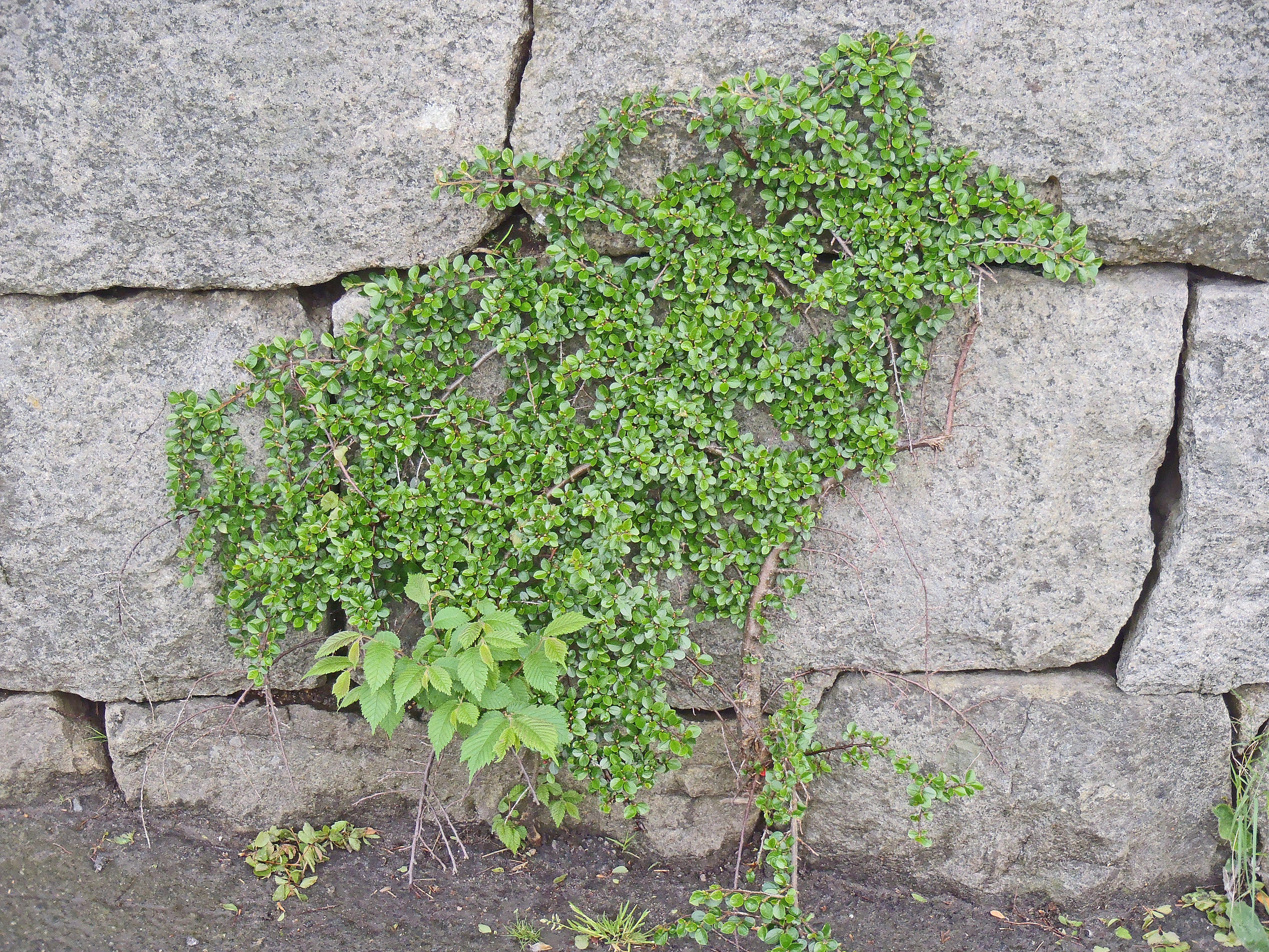 : Cotoneaster horizontalis.